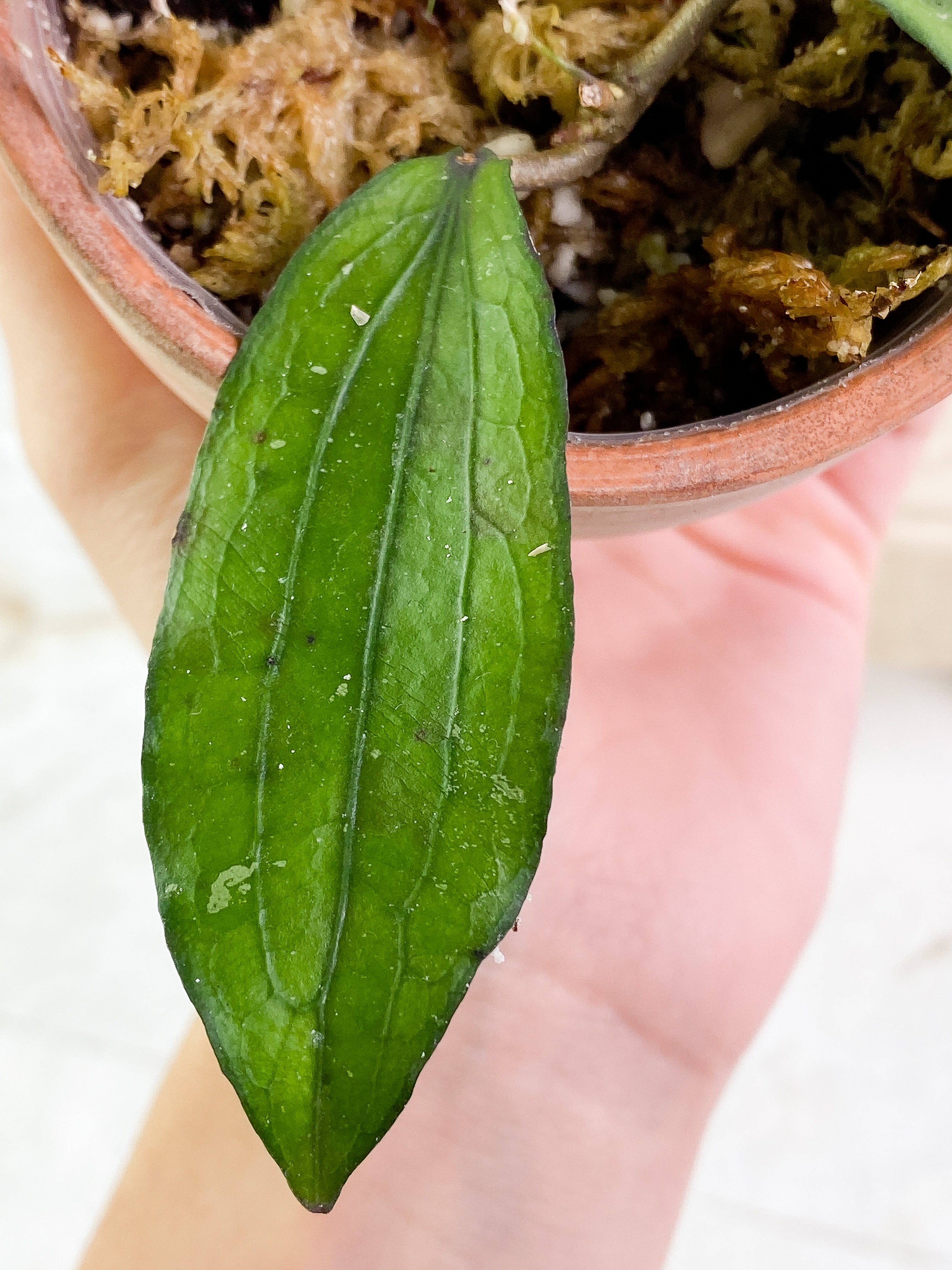 Hoya erythrina 2 leaves Rooted