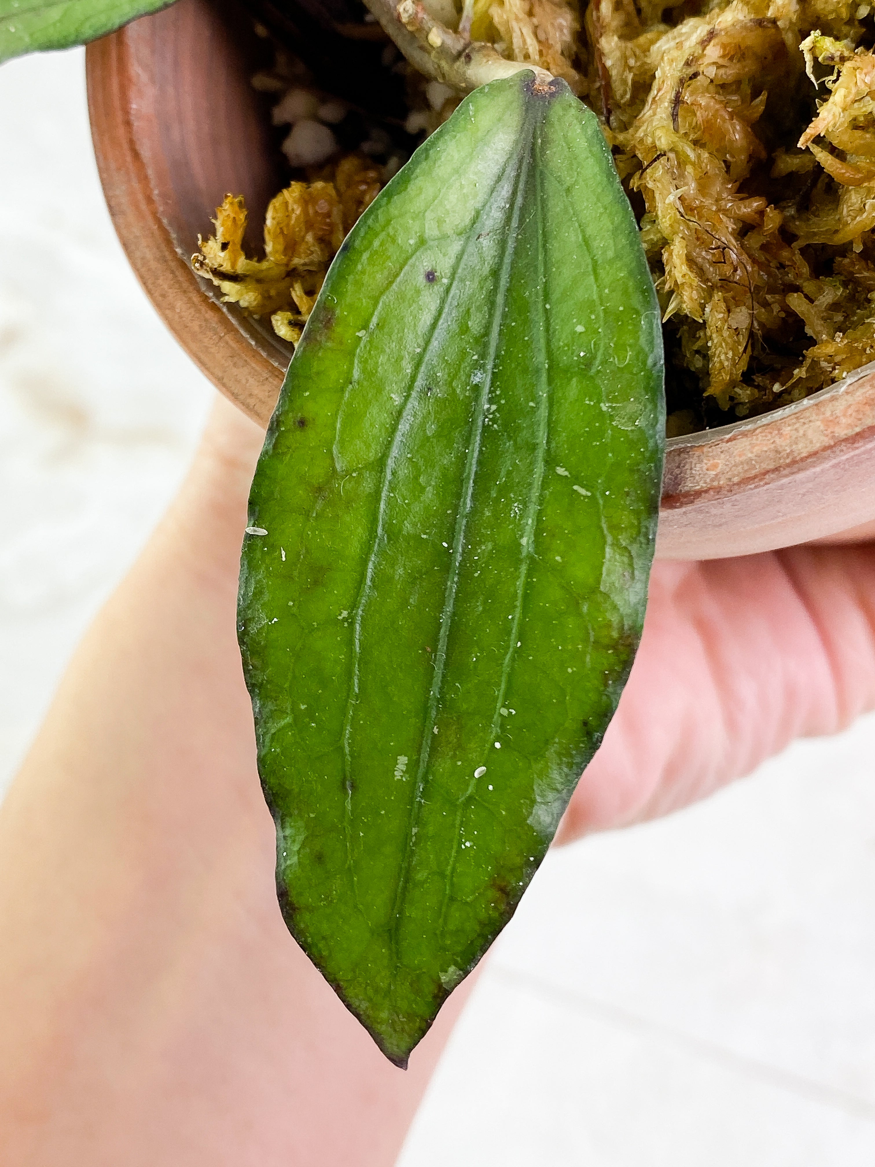 Hoya erythrina 2 leaves Rooted