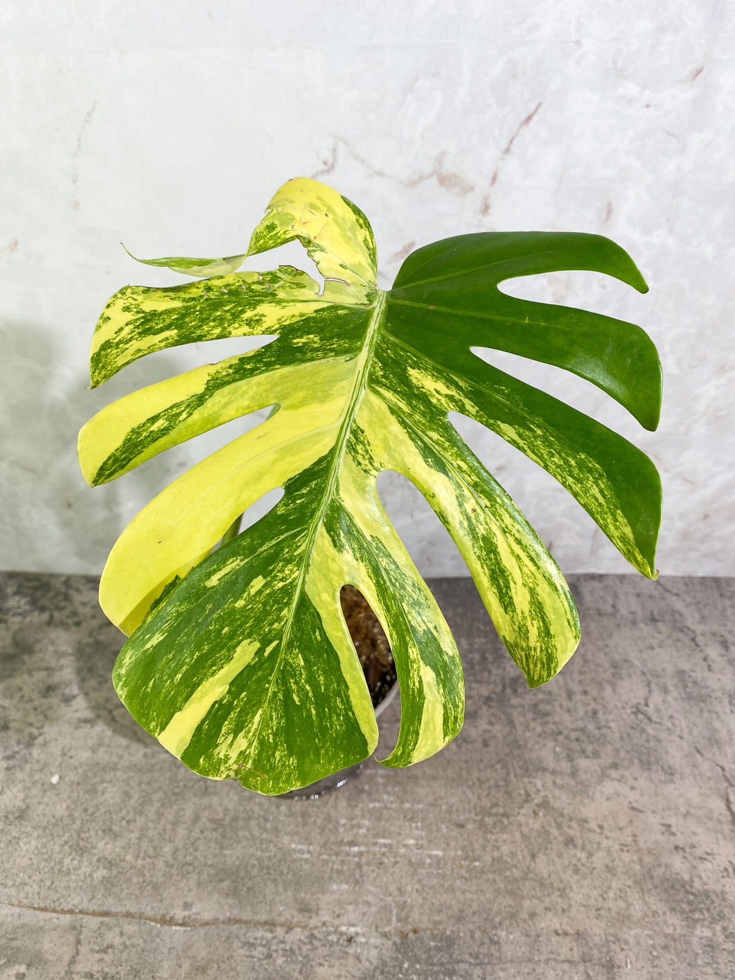 Monstera aurea variegata large form  Rooted Top Cutting