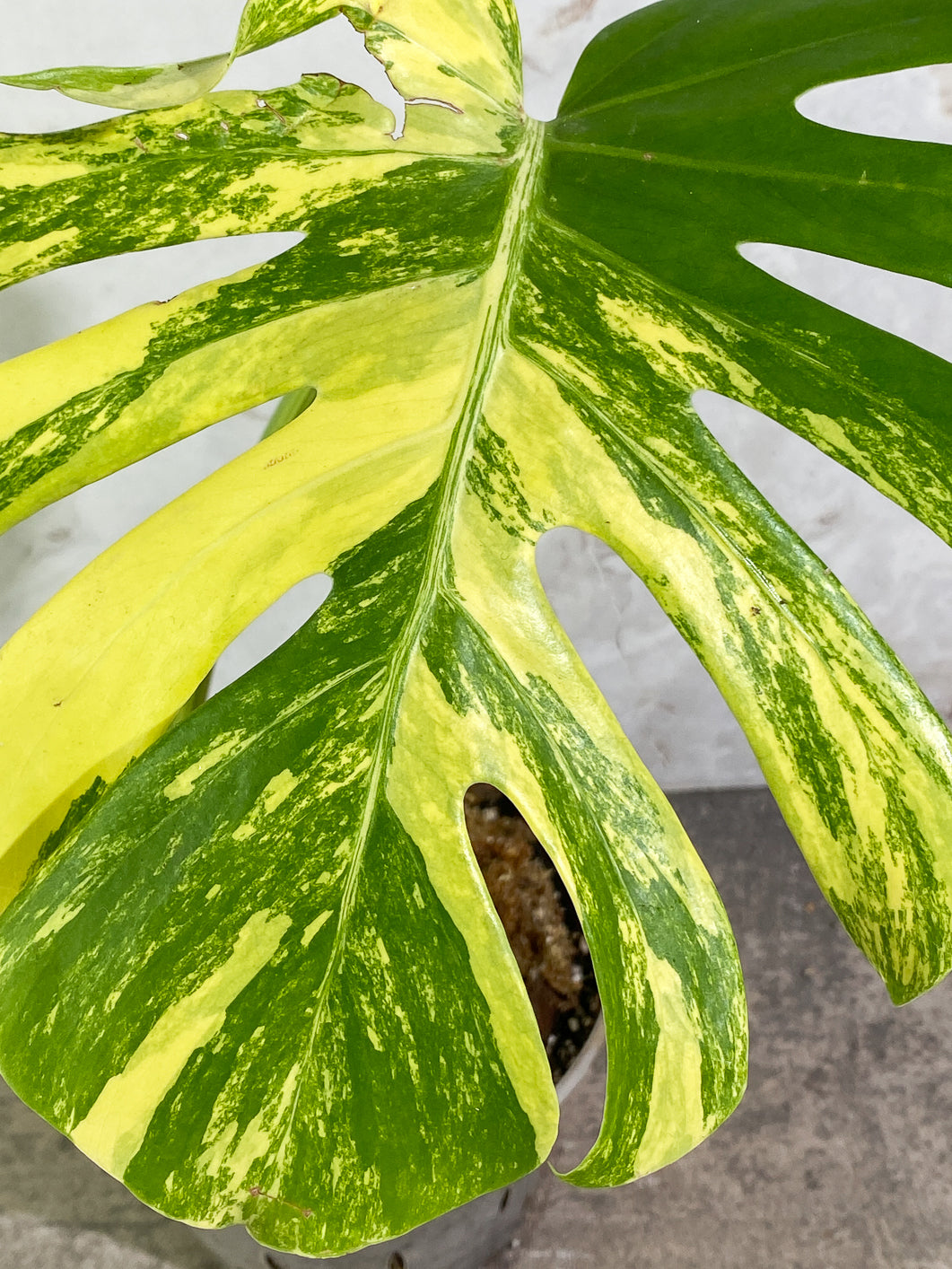 Monstera aurea variegata large form  Rooted Top Cutting