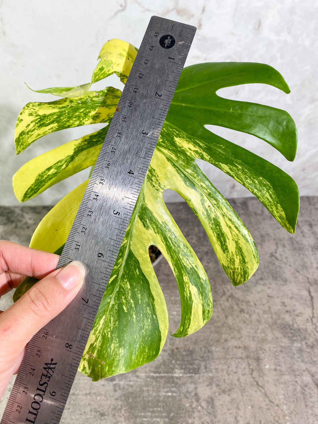 Monstera aurea variegata large form  Rooted Top Cutting