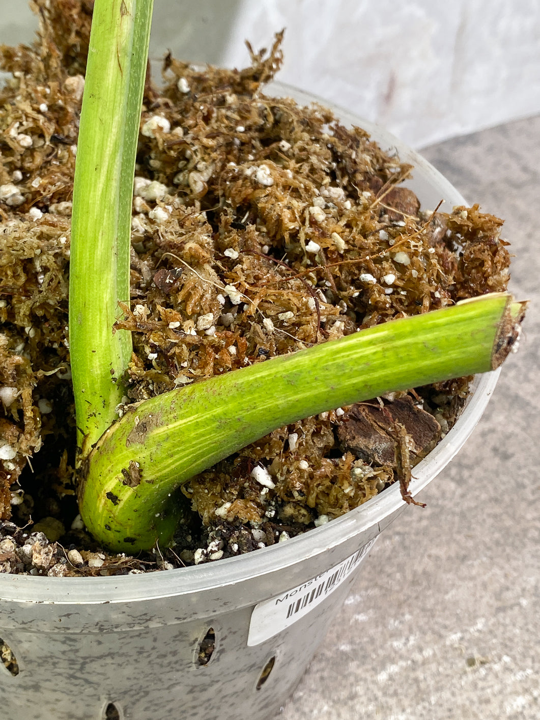 Monstera aurea variegata large form  Rooted Top Cutting