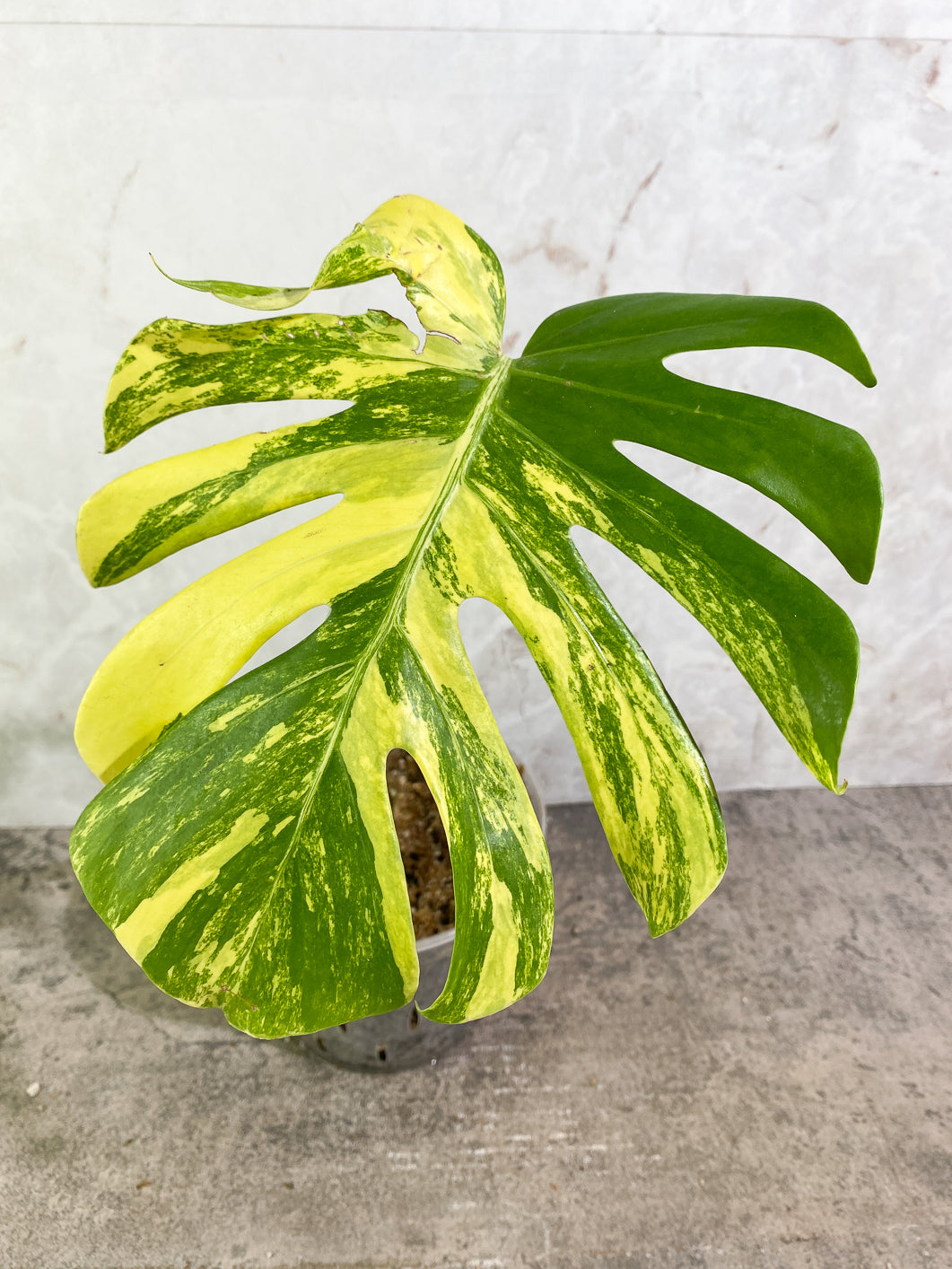 Monstera aurea variegata large form  Rooted Top Cutting