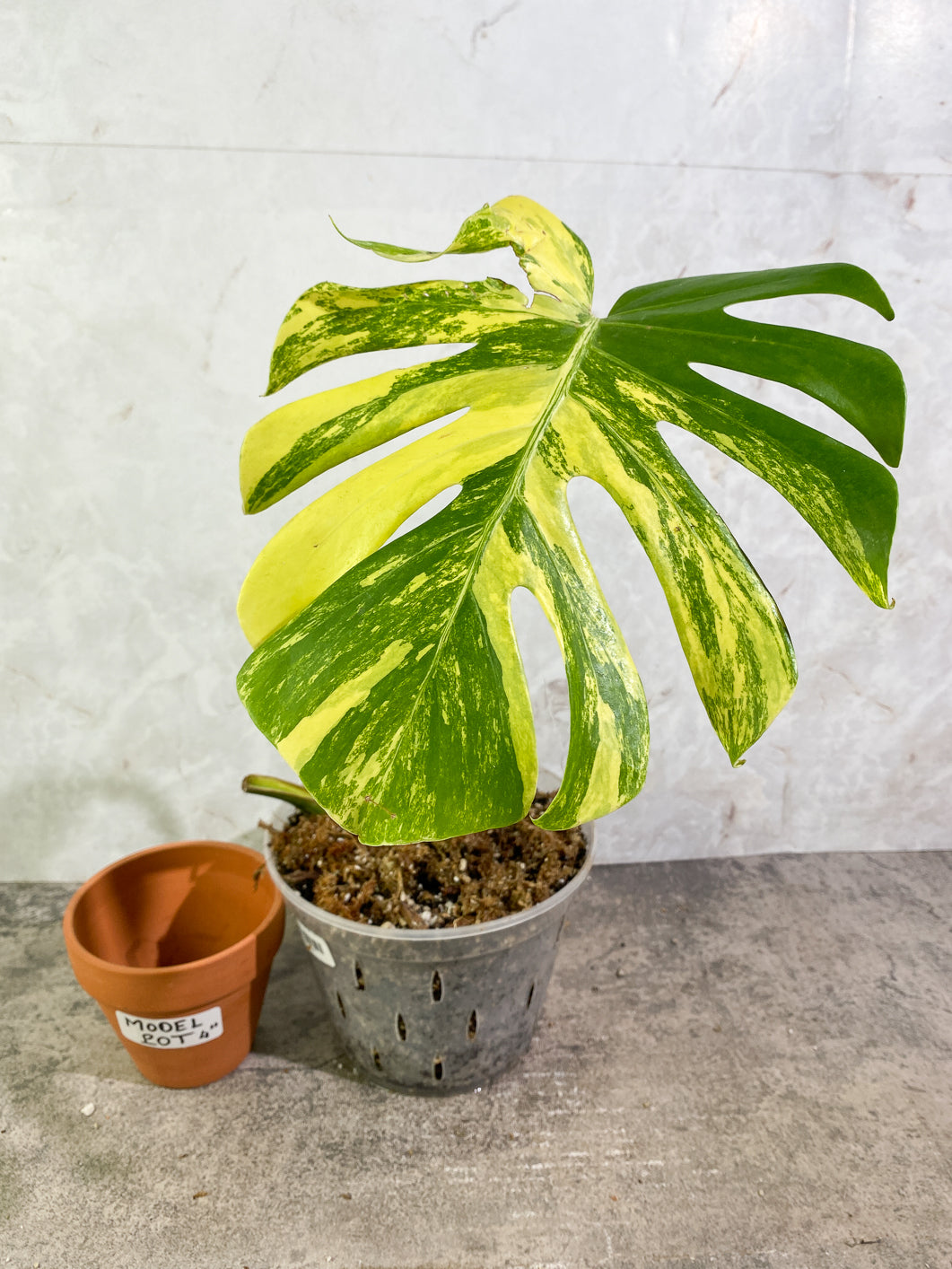 Monstera aurea variegata large form  Rooted Top Cutting