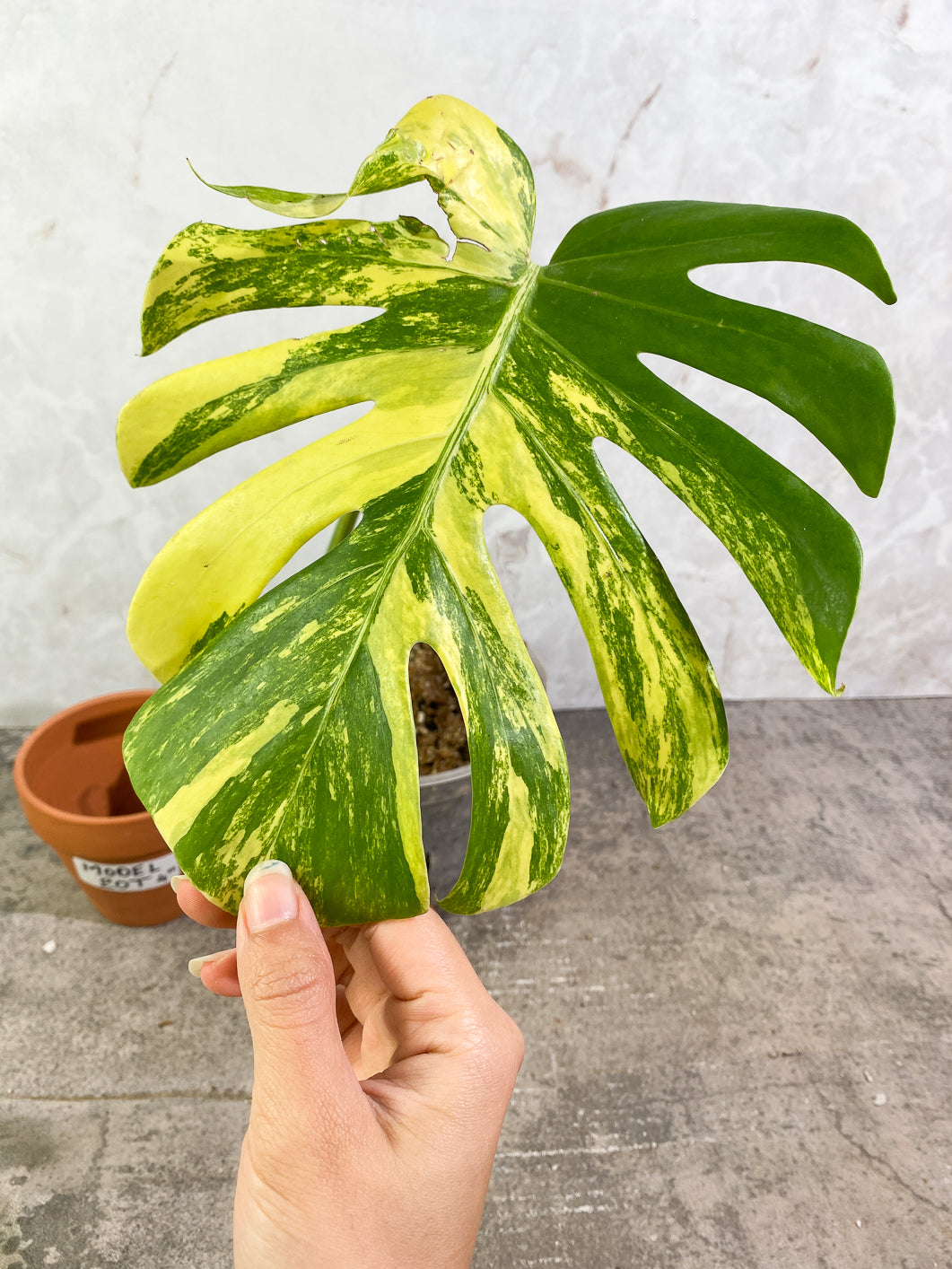 Monstera aurea variegata large form  Rooted Top Cutting