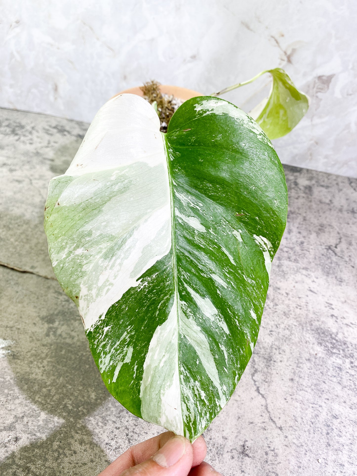 Monstera Albo Variegated 2 leaves rooted