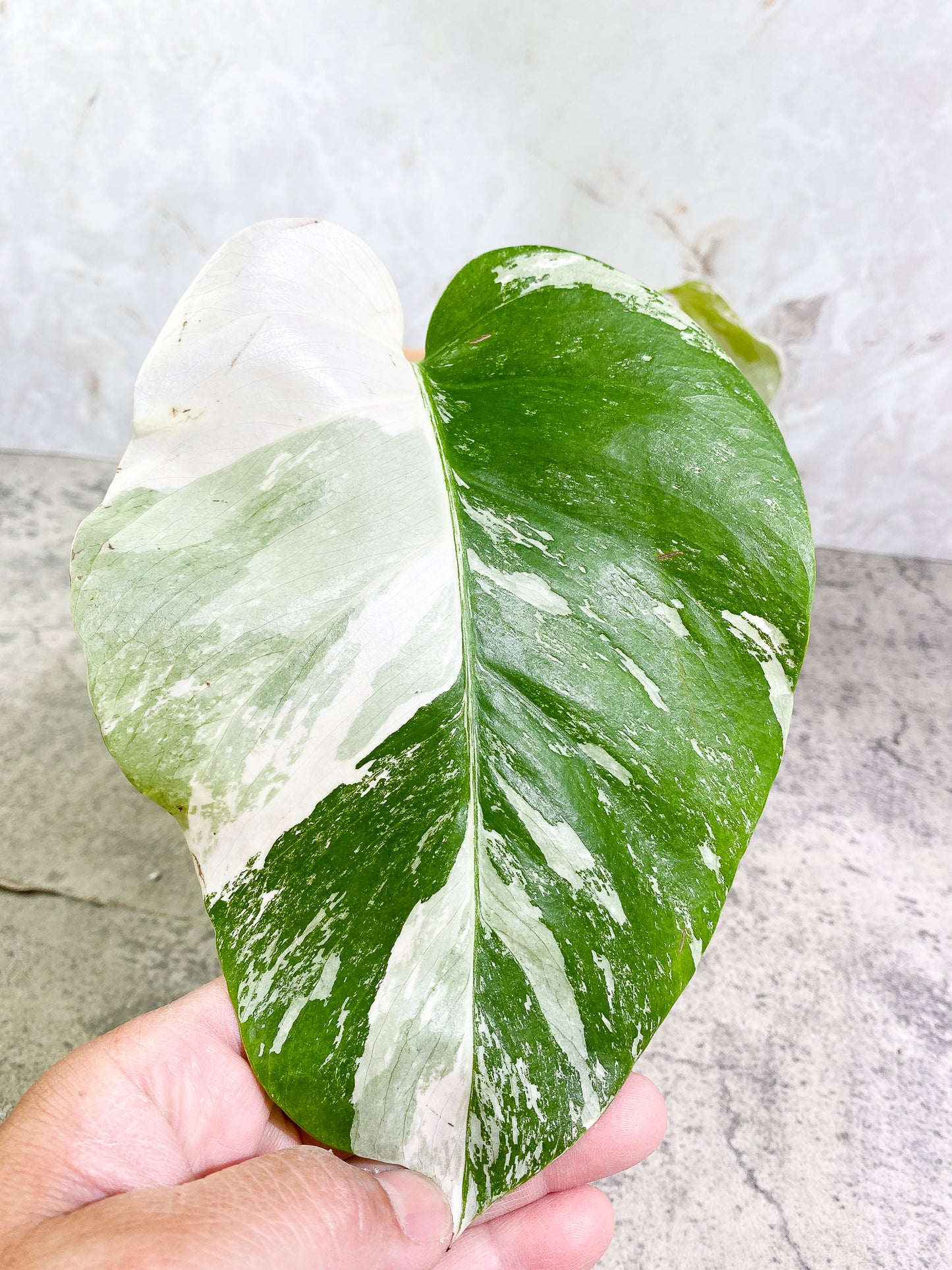 Monstera Albo Variegated 2 leaves rooted