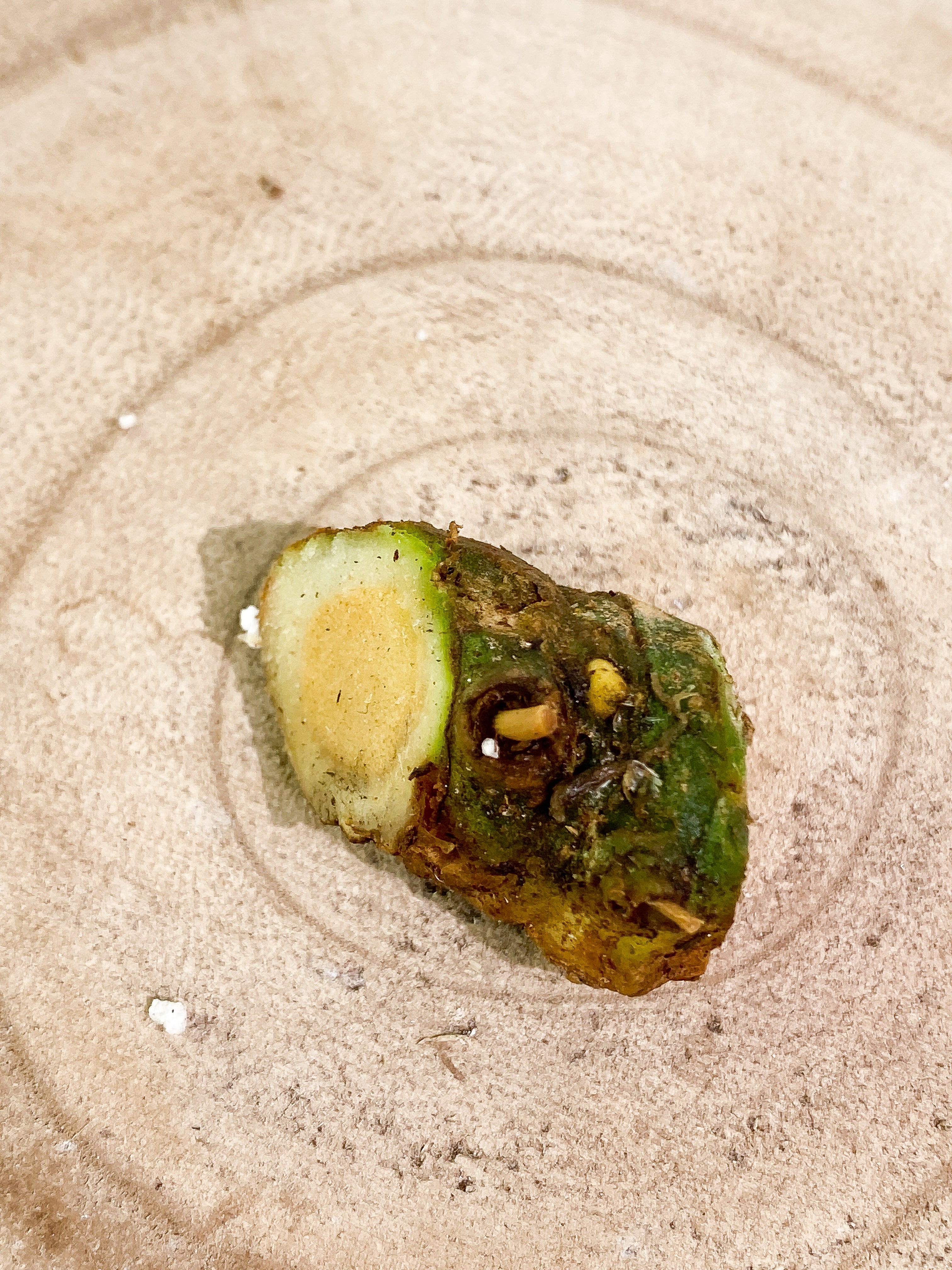 Anthurium warocqueanum round node 1 bud