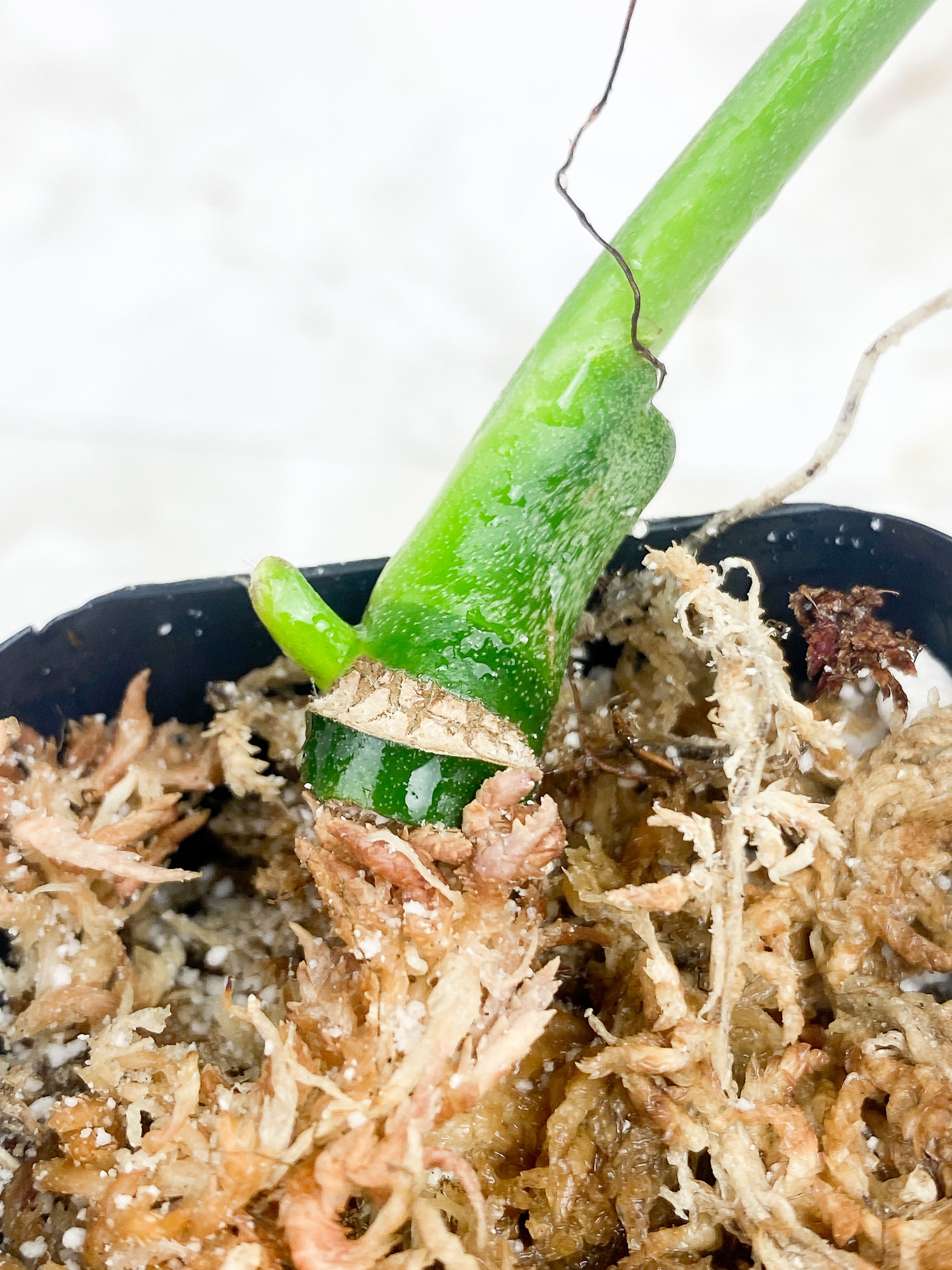 Monstera Esqueleto Rooting 2 sprouts
