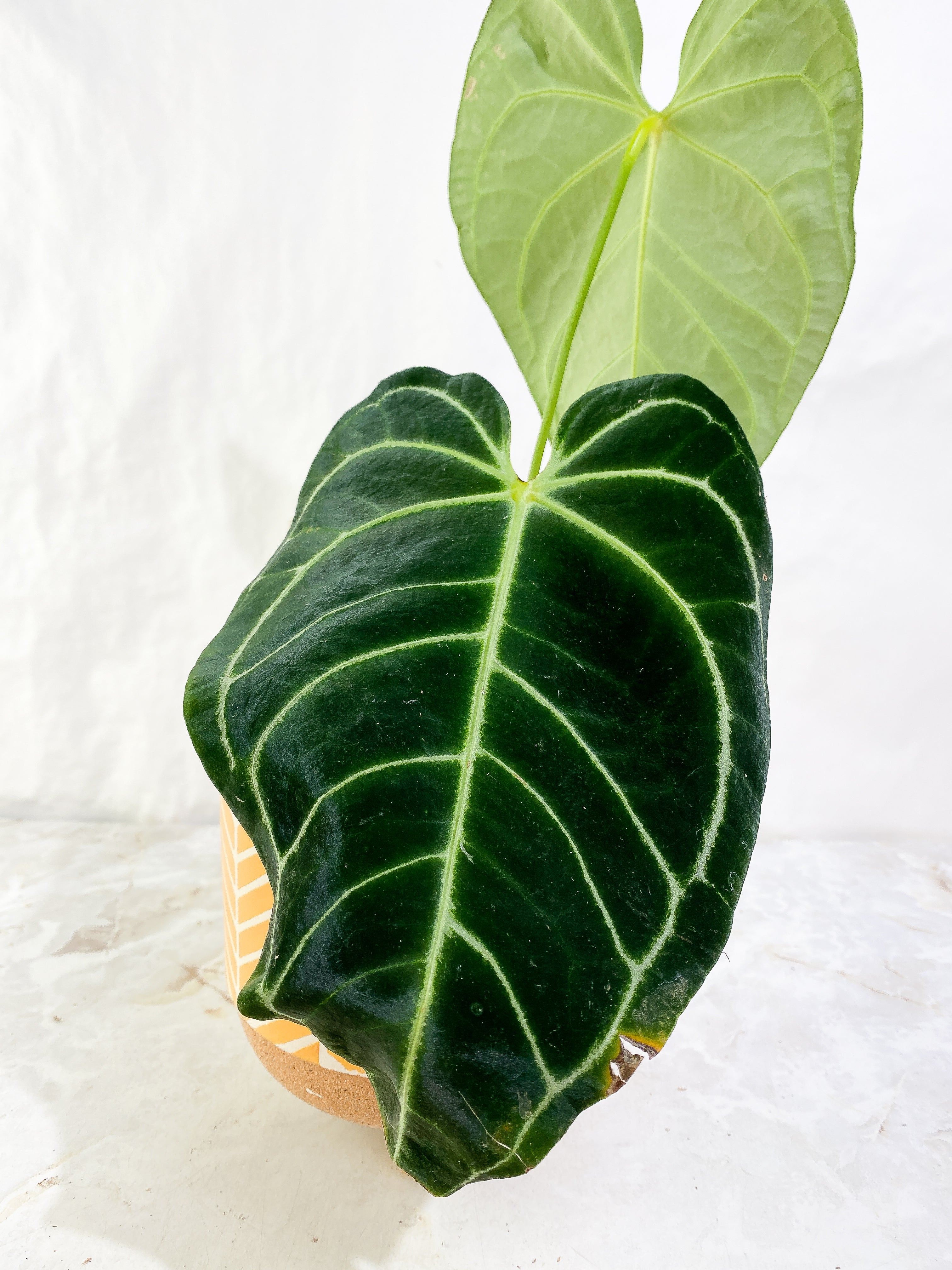 Anthurium regale dark and long form 2 leaves rooted