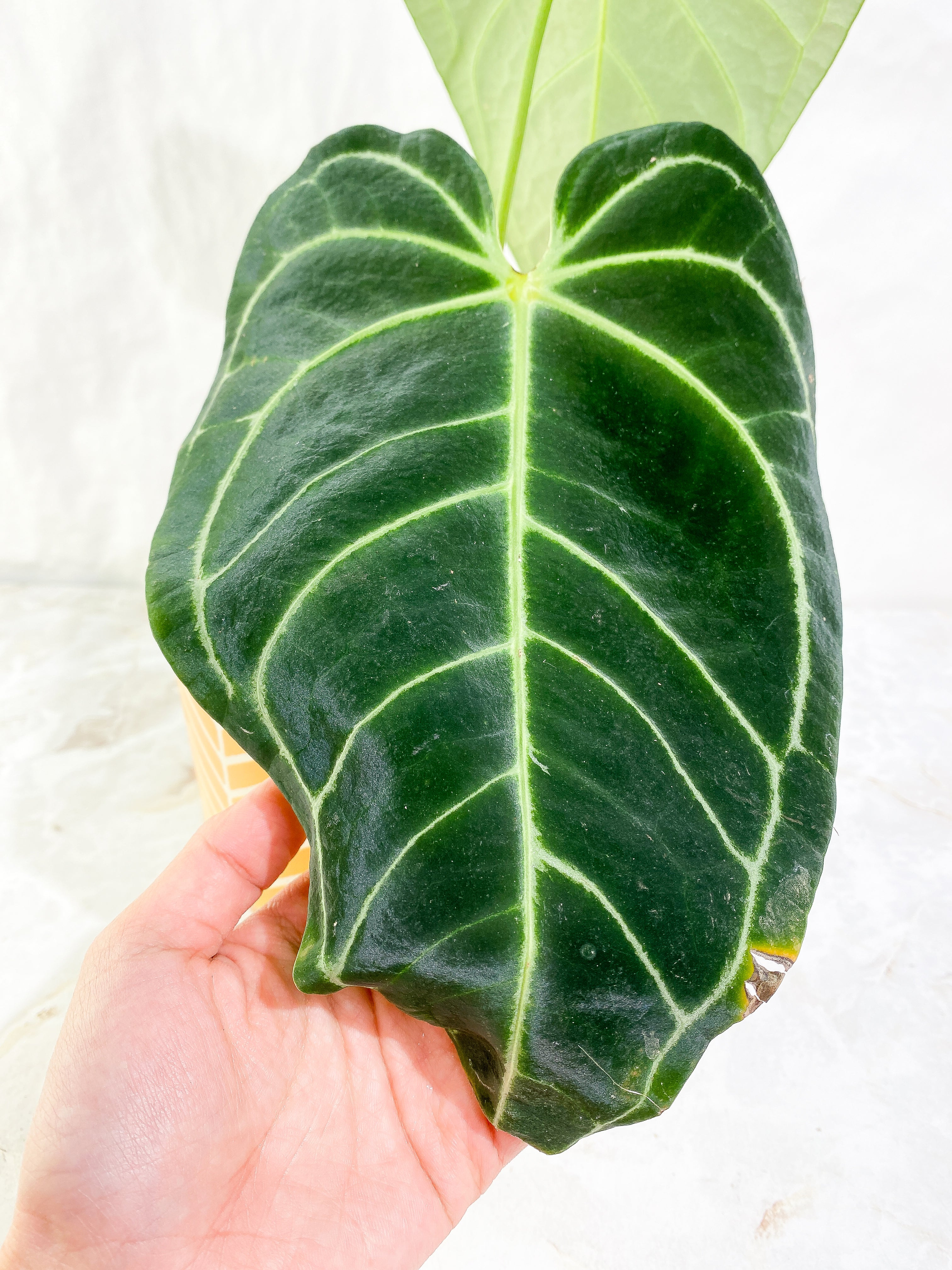 Anthurium regale dark and long form 2 leaves rooted
