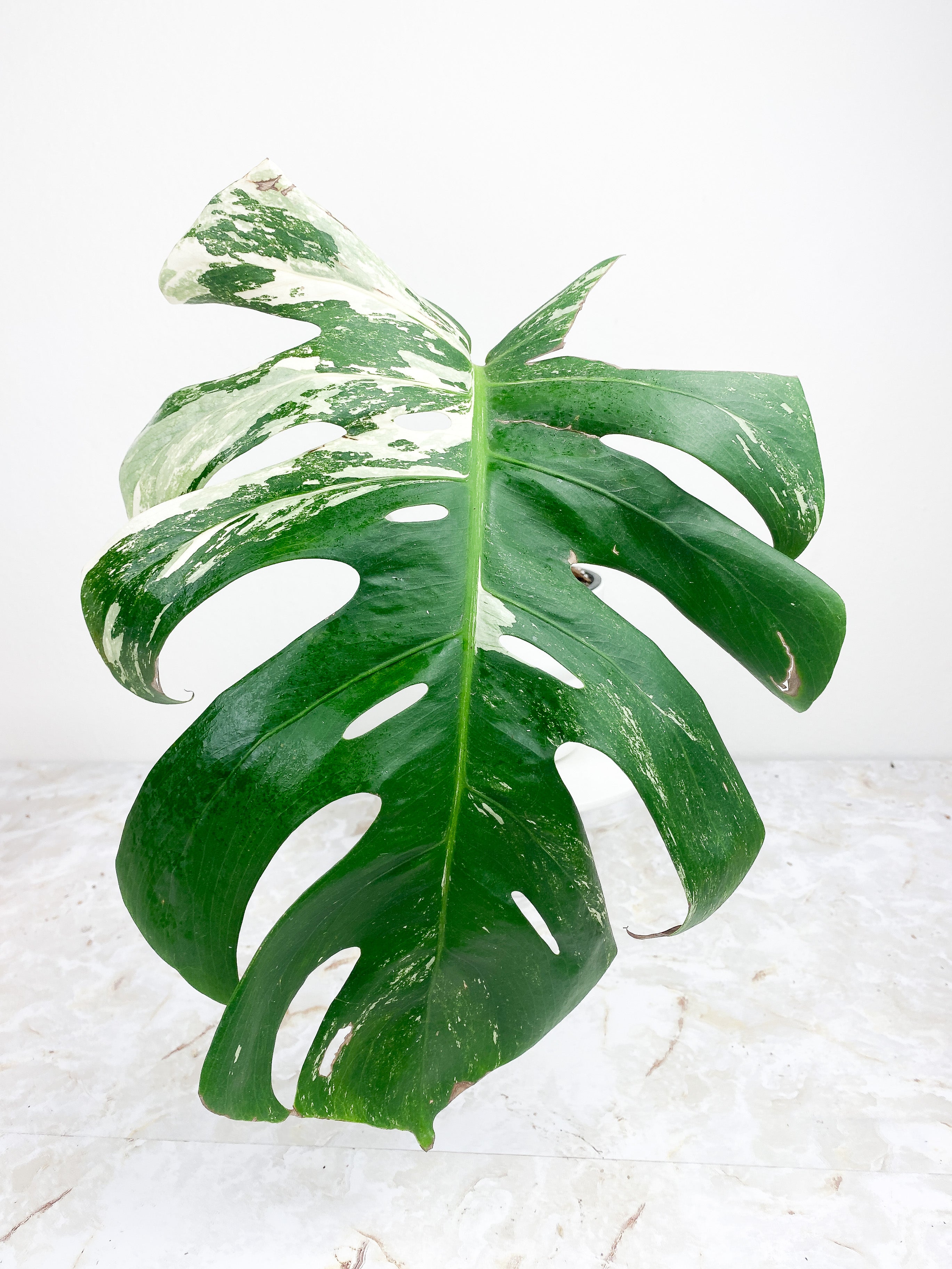 Monstera Deliciosa Variegated. 1 huge leaves, 1 sprout.