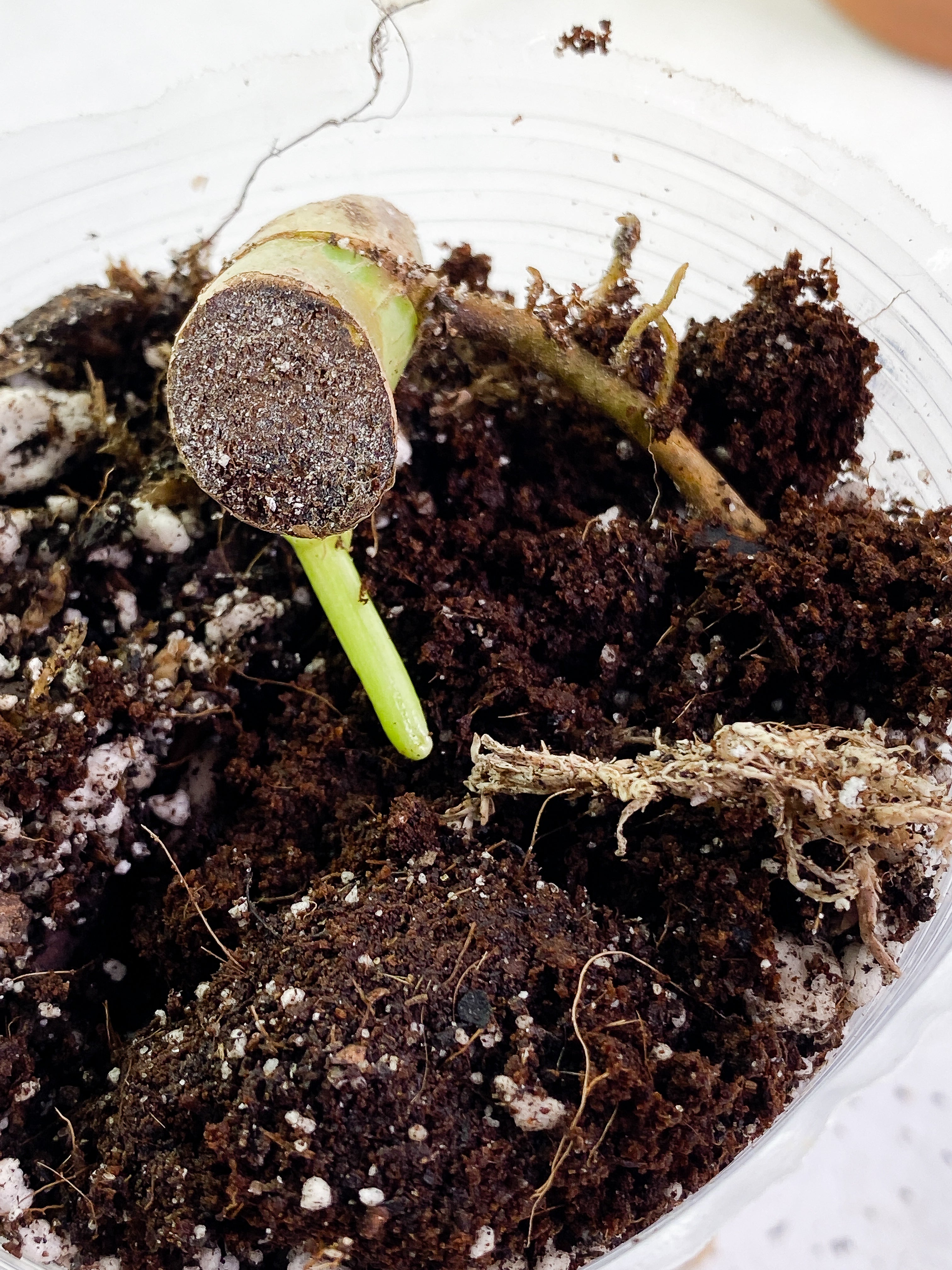 Philodendron Jose Buono 1 sprout Node Rooted