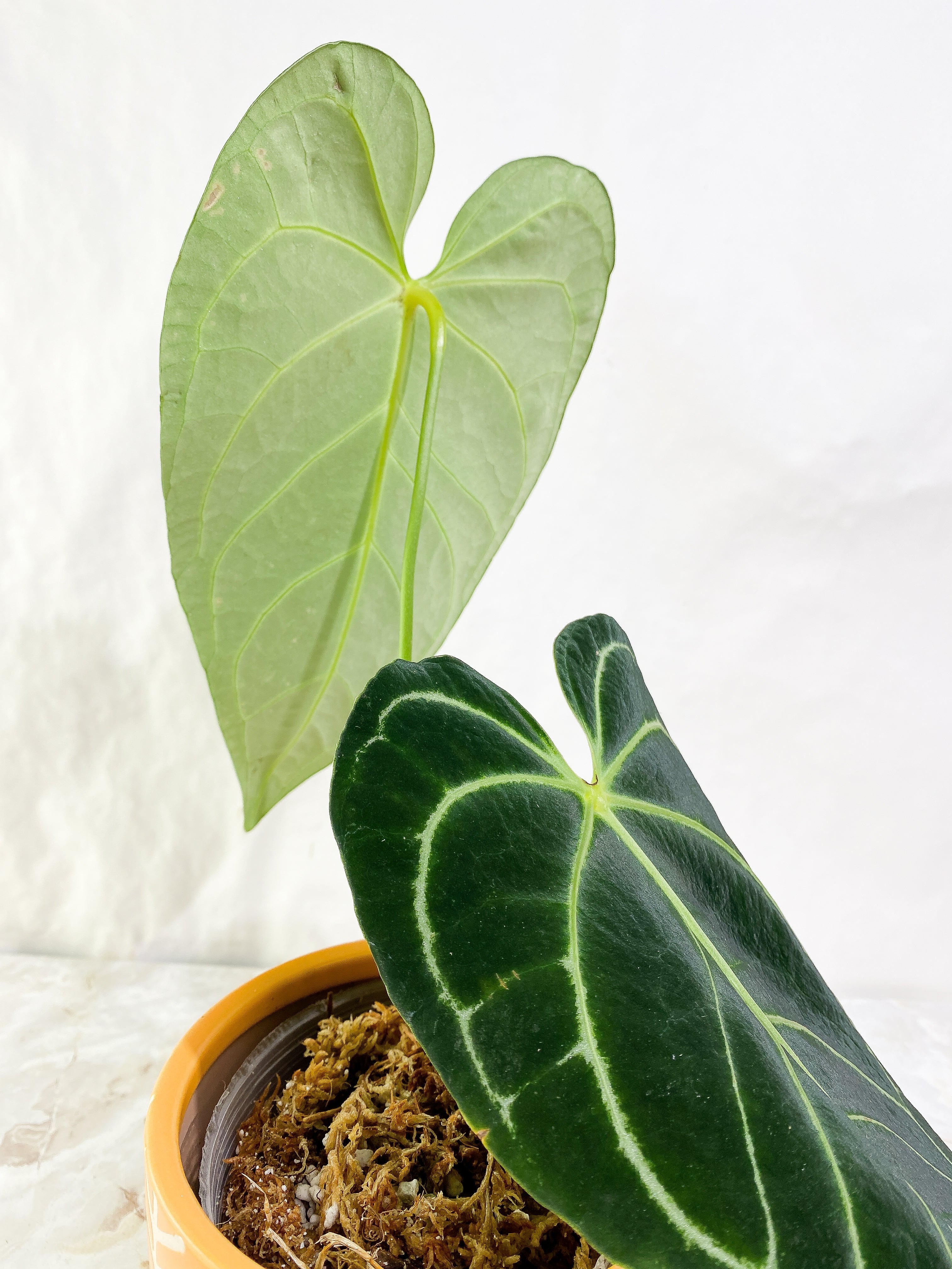 Anthurium regale dark and long form 2 leaves rooted
