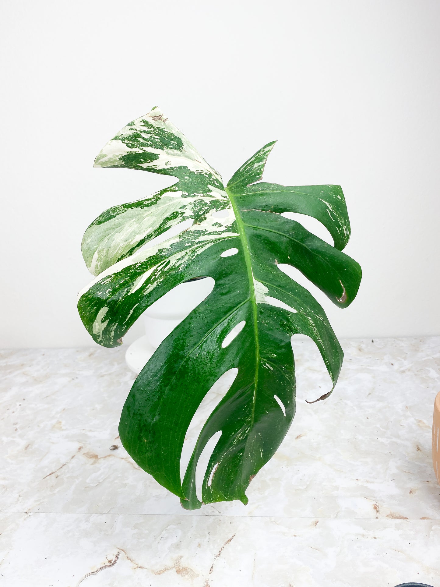 Monstera Deliciosa Variegated. 1 huge leaves, 1 sprout.