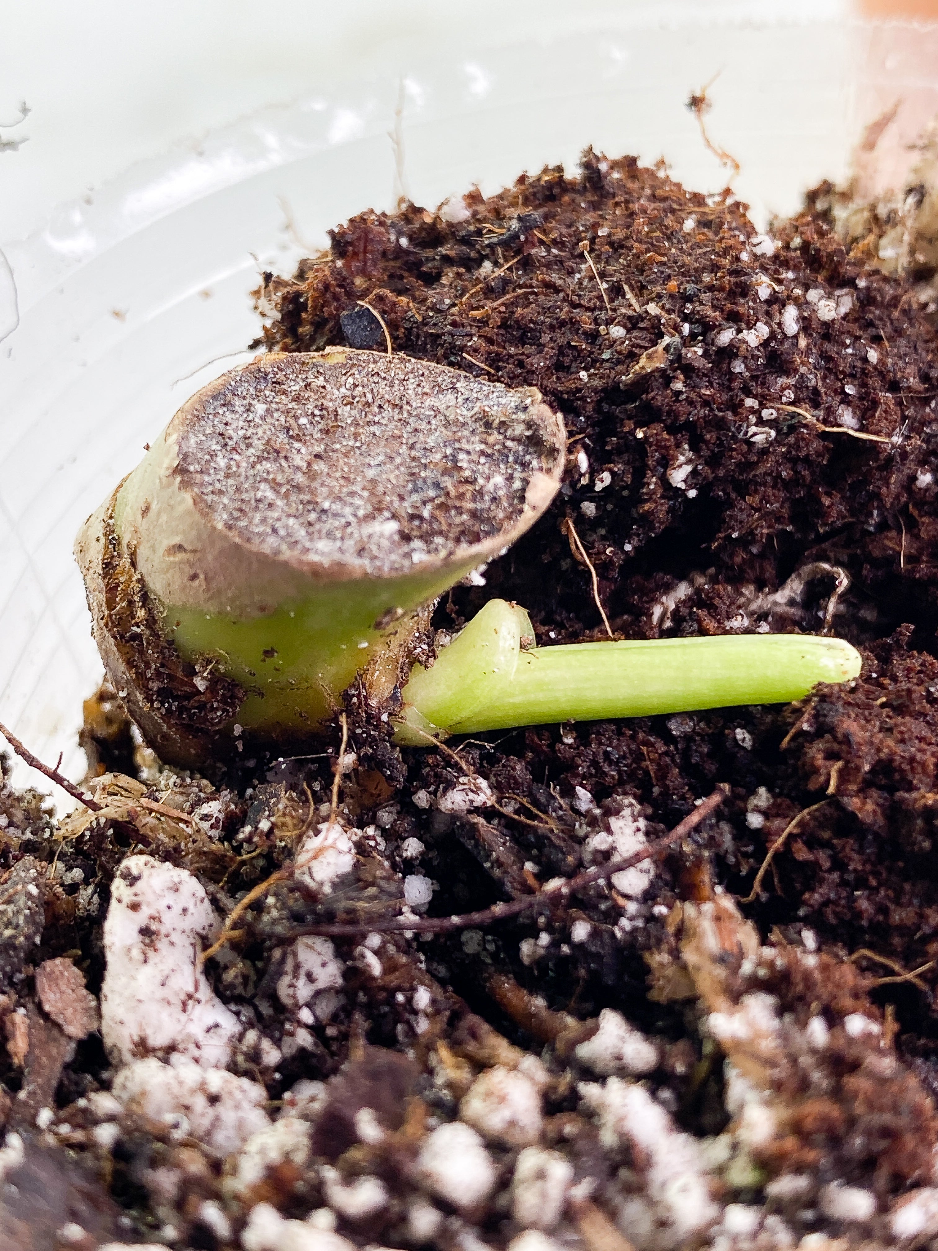 Philodendron Jose Buono 1 sprout Node Rooted