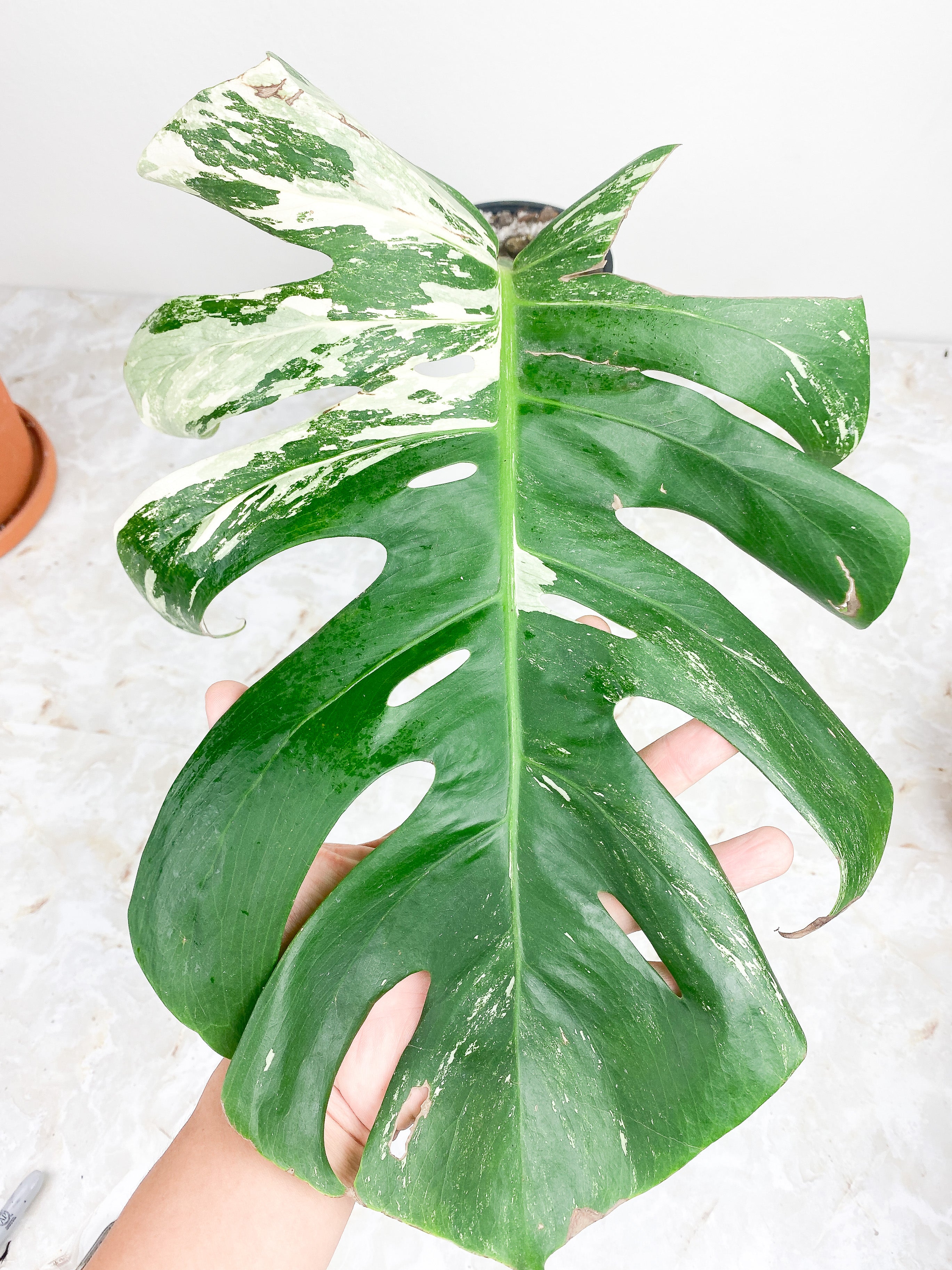 Monstera Deliciosa Variegated. 1 huge leaves, 1 sprout.