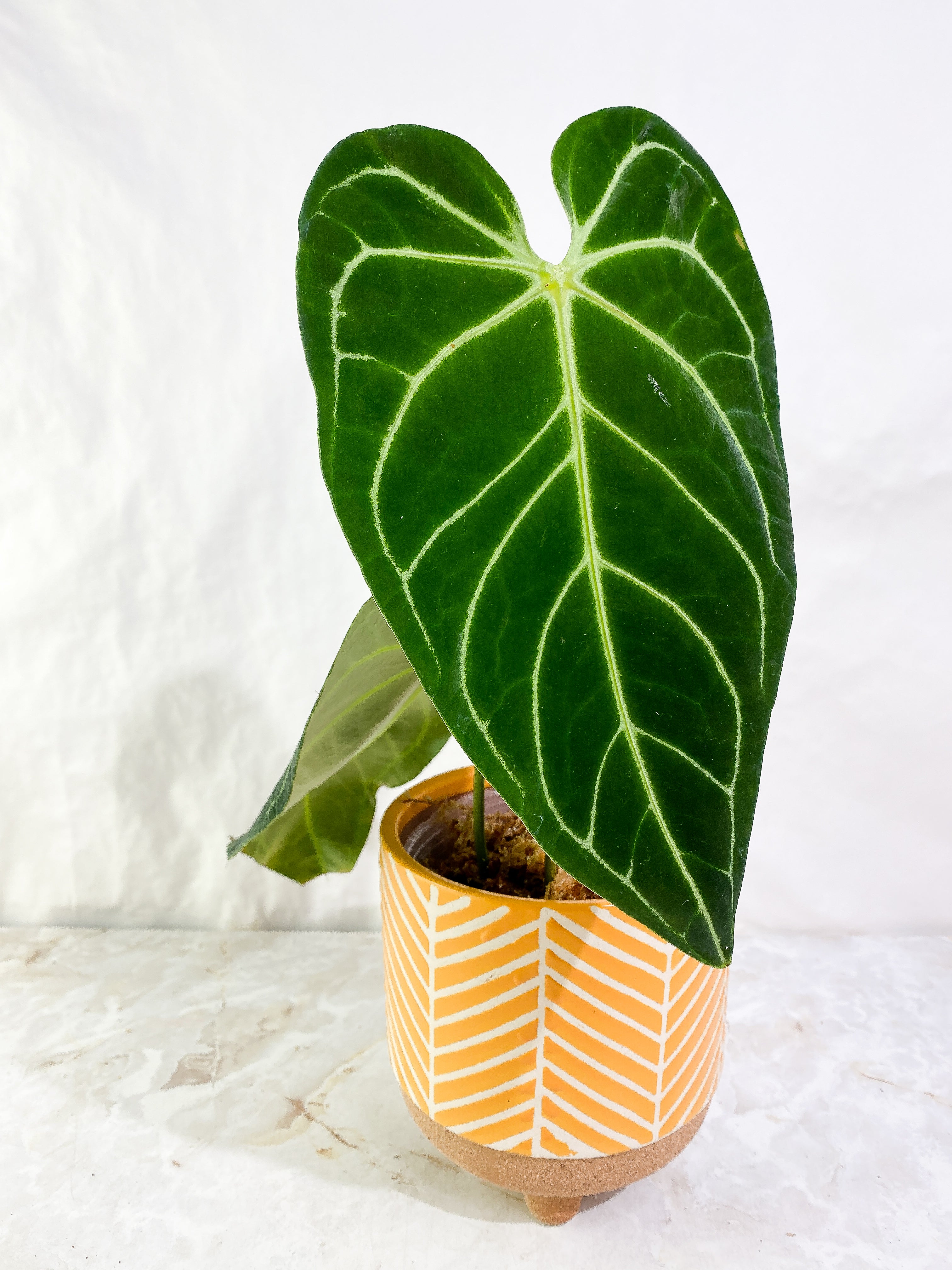Anthurium regale dark and long form 2 leaves rooted