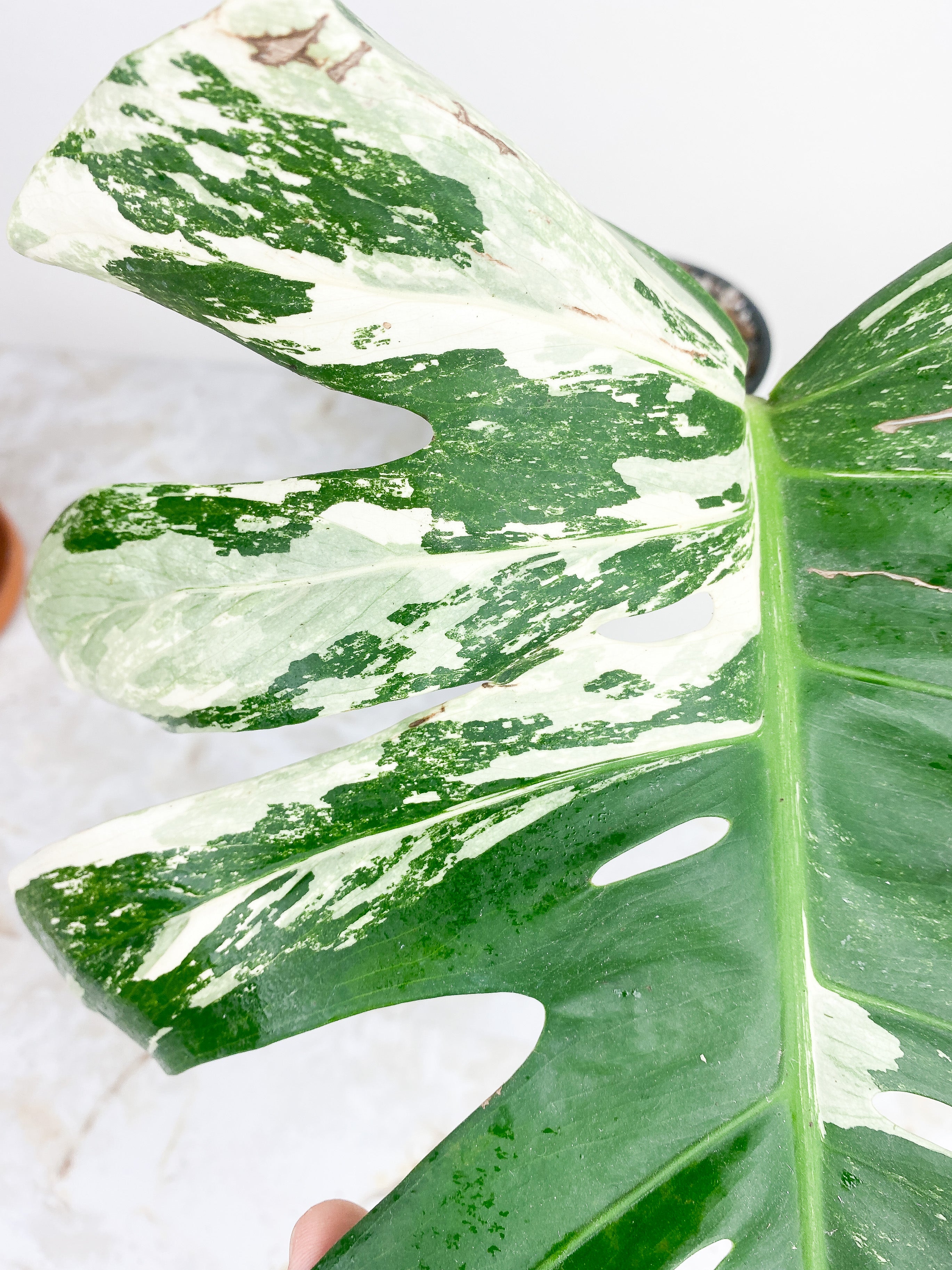 Monstera Deliciosa Variegated. 1 huge leaves, 1 sprout.