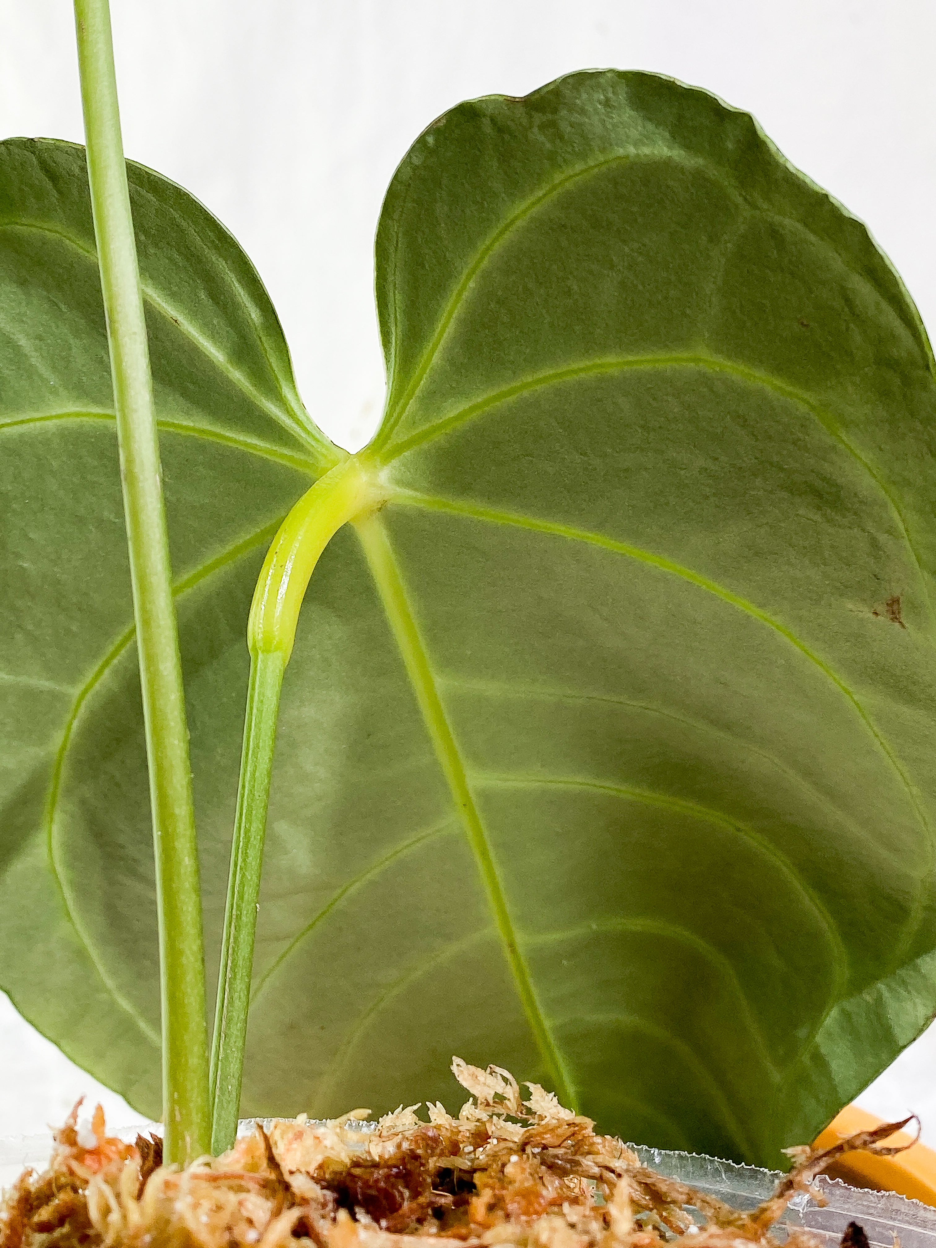 Anthurium regale dark and long form 2 leaves rooted