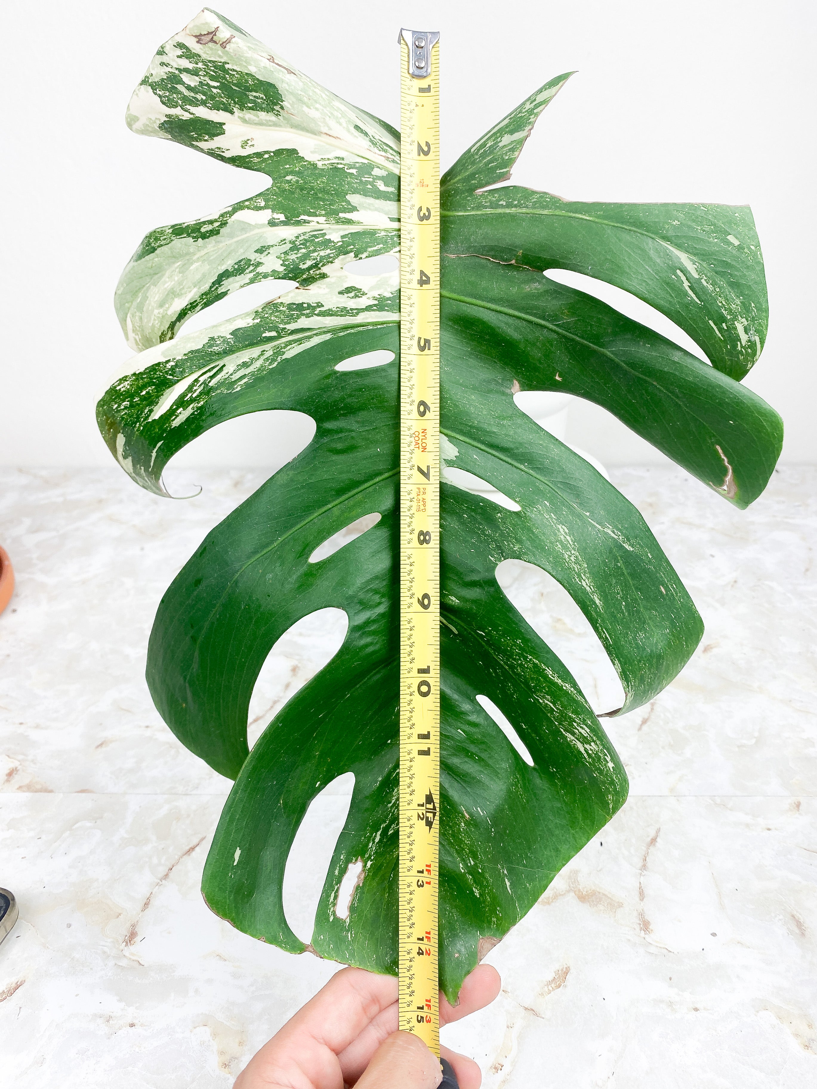 Monstera Deliciosa Variegated. 1 huge leaves, 1 sprout.