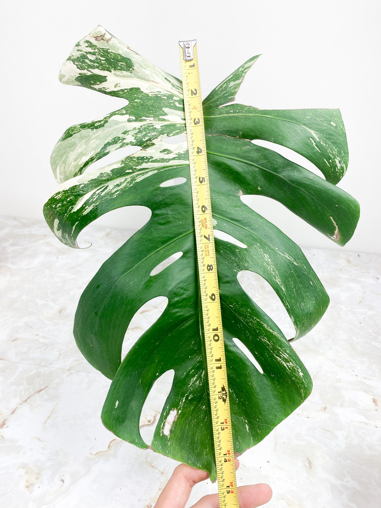 Monstera Deliciosa Variegated. 1 huge leaves, 1 sprout.