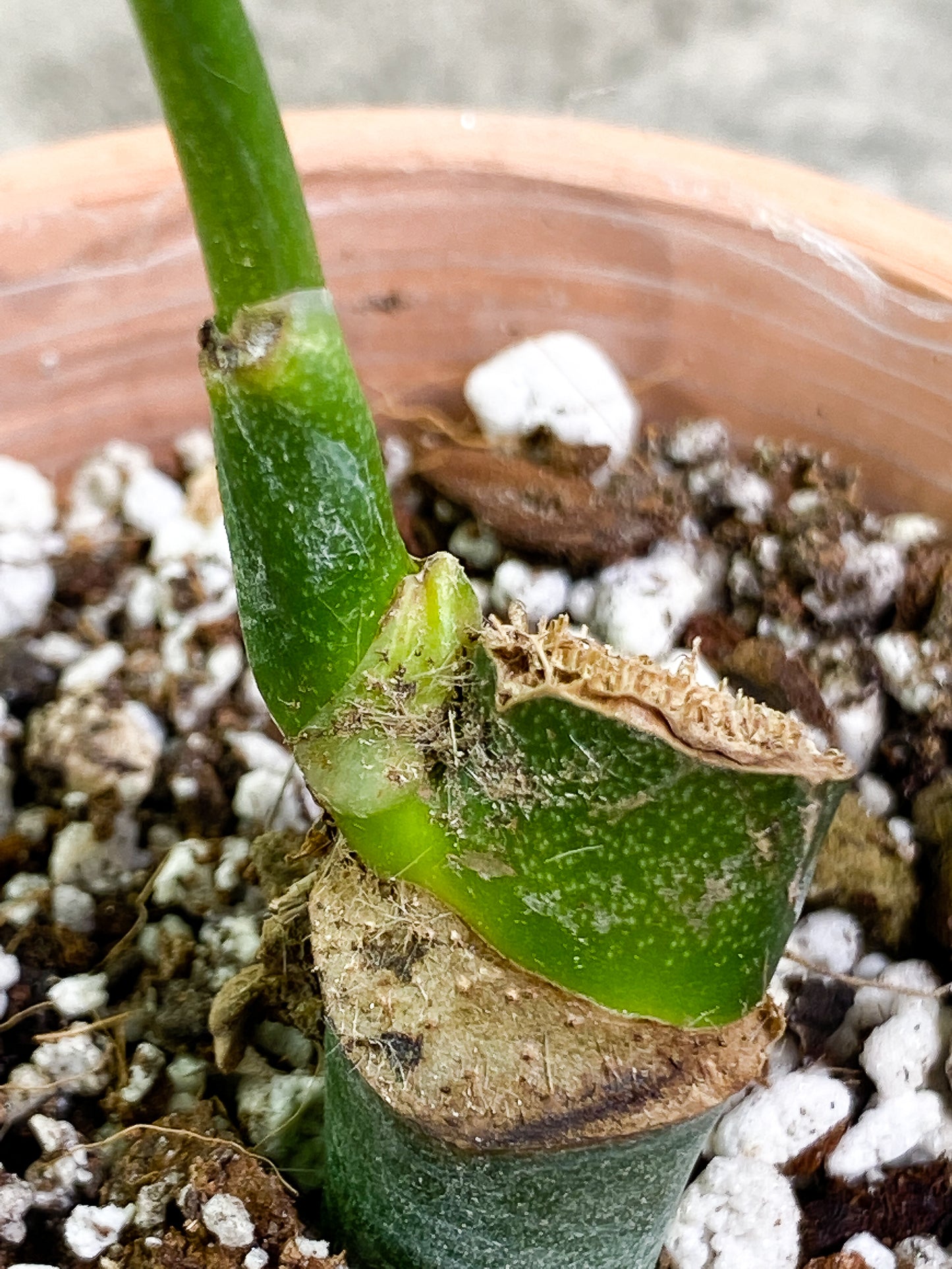 Monstera Esqueleto Sprout rooted