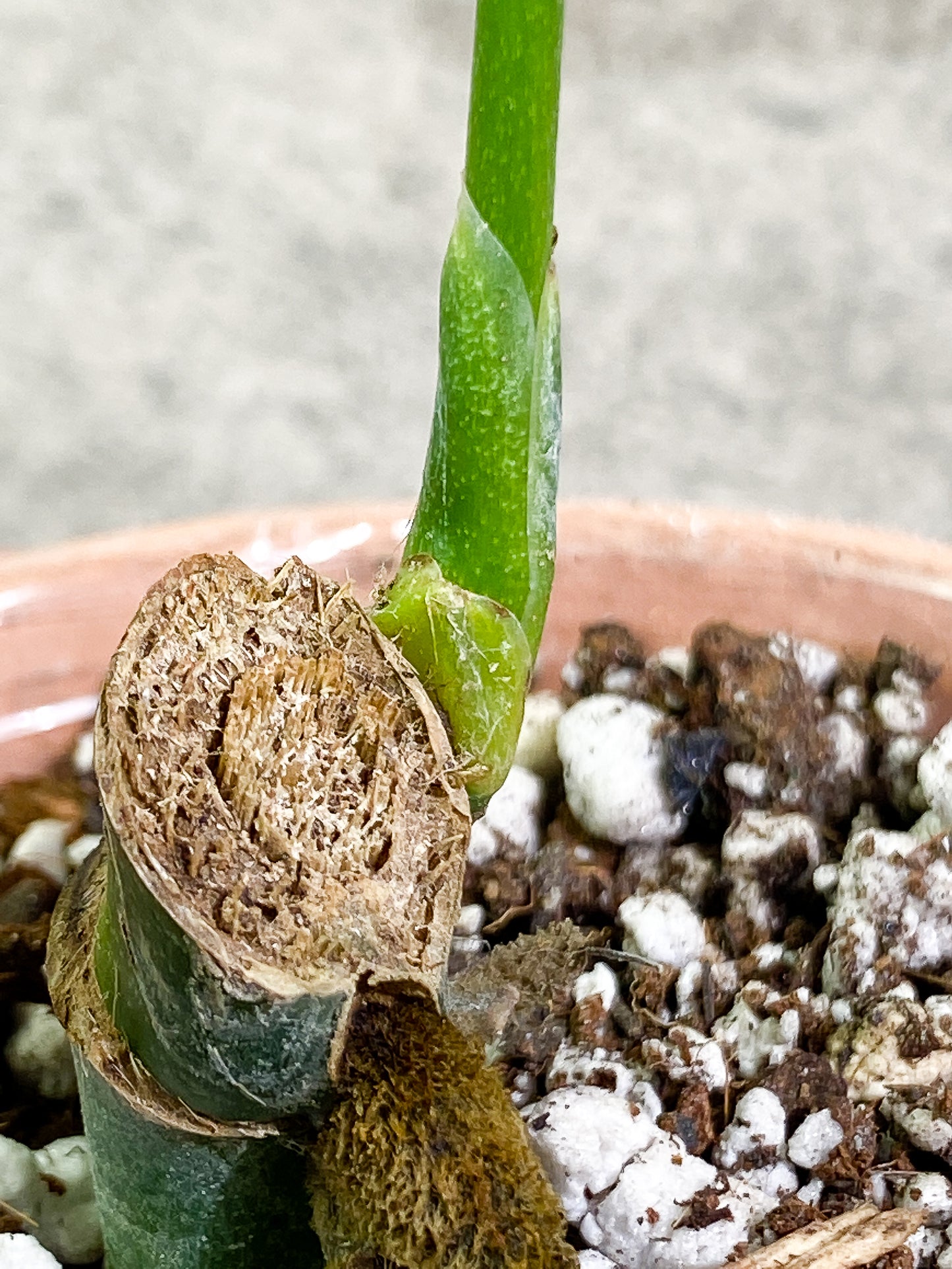 Monstera Esqueleto Sprout rooted