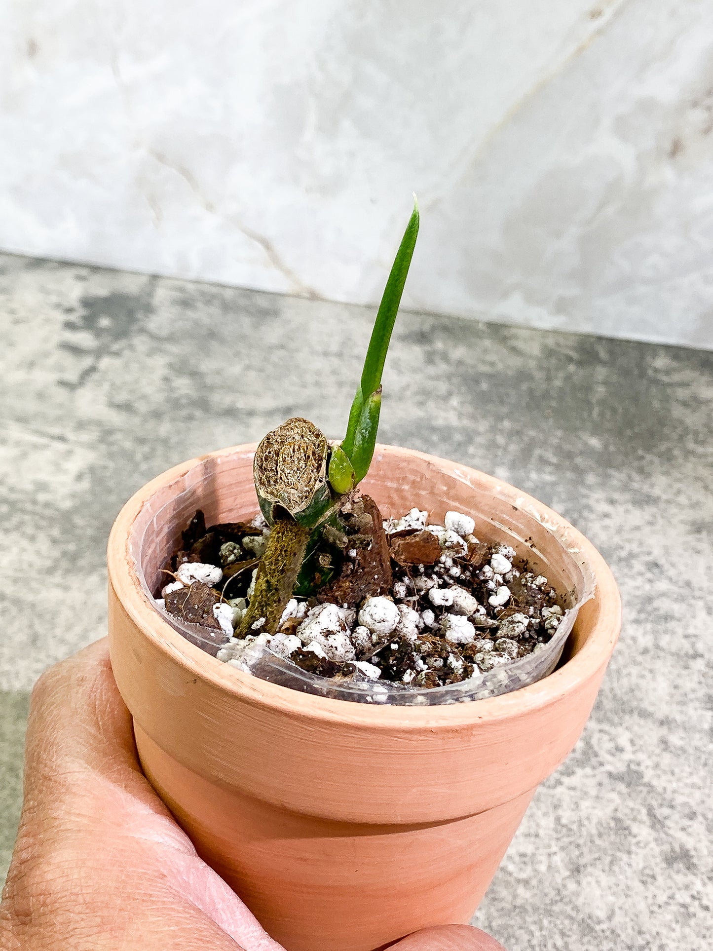 Monstera Esqueleto Sprout rooted