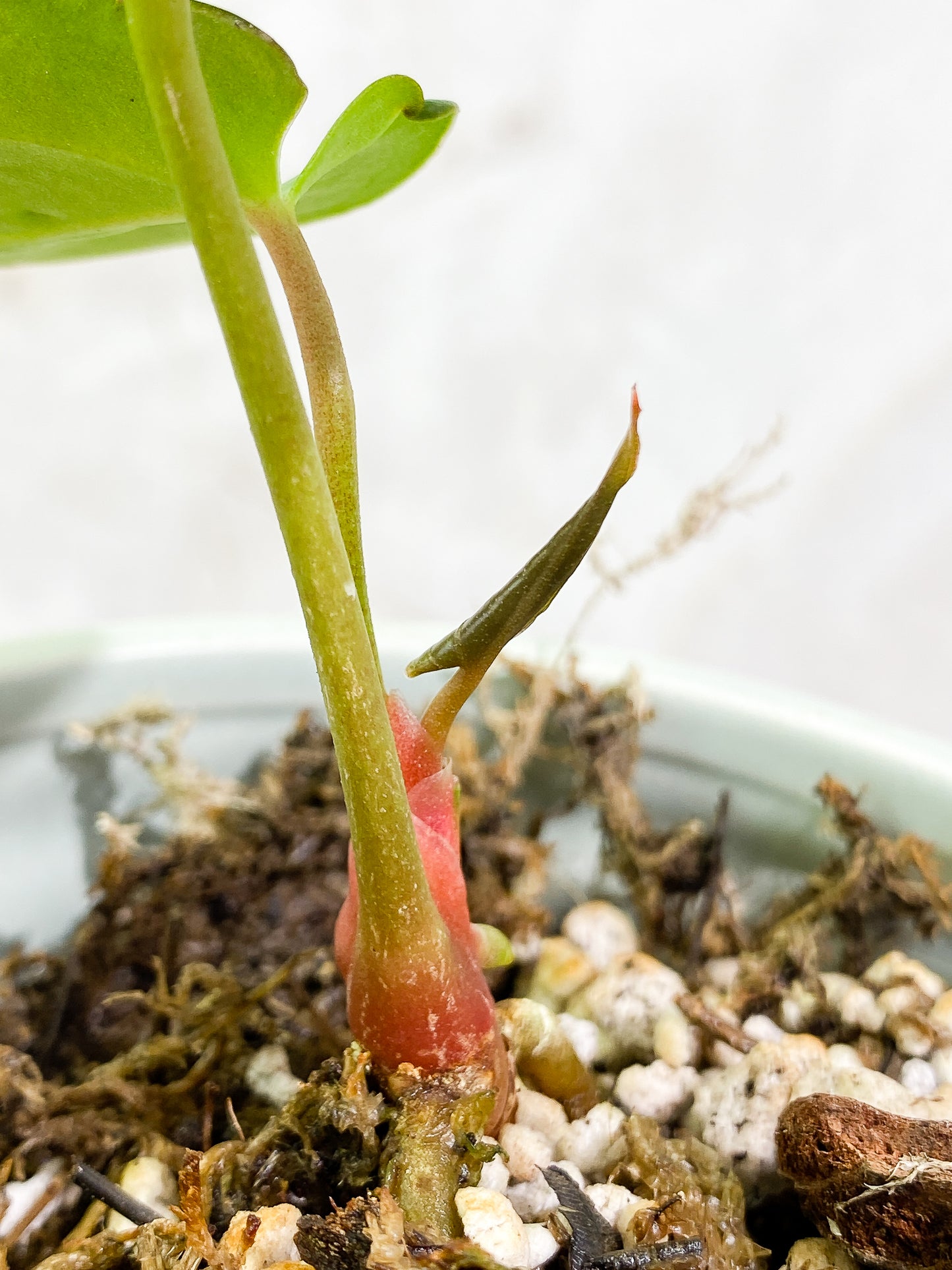 Anthurium Dark Phoenix 2 leaves 1 unfurling leaf fully rooted