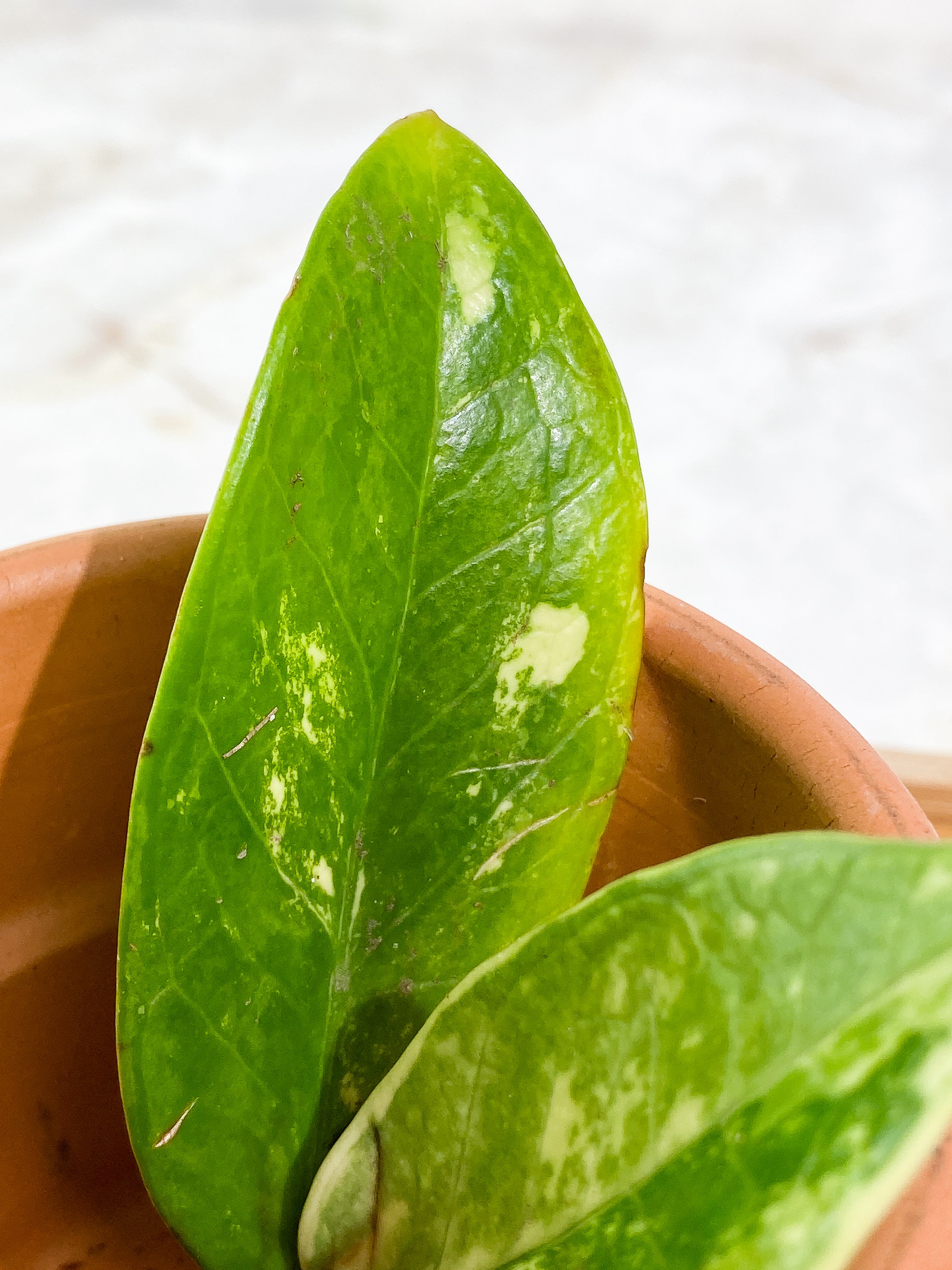 Variegated zz plant 2 leaves unrooted