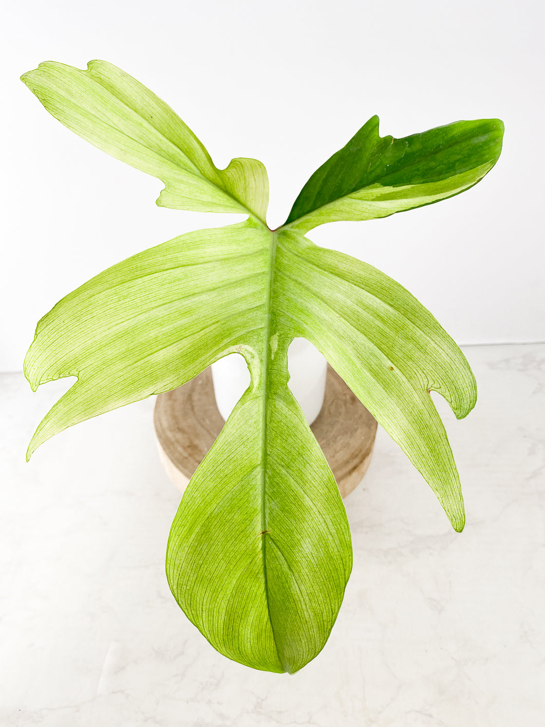 Philodendron Florida Ghost Mint 1 leaf rooting