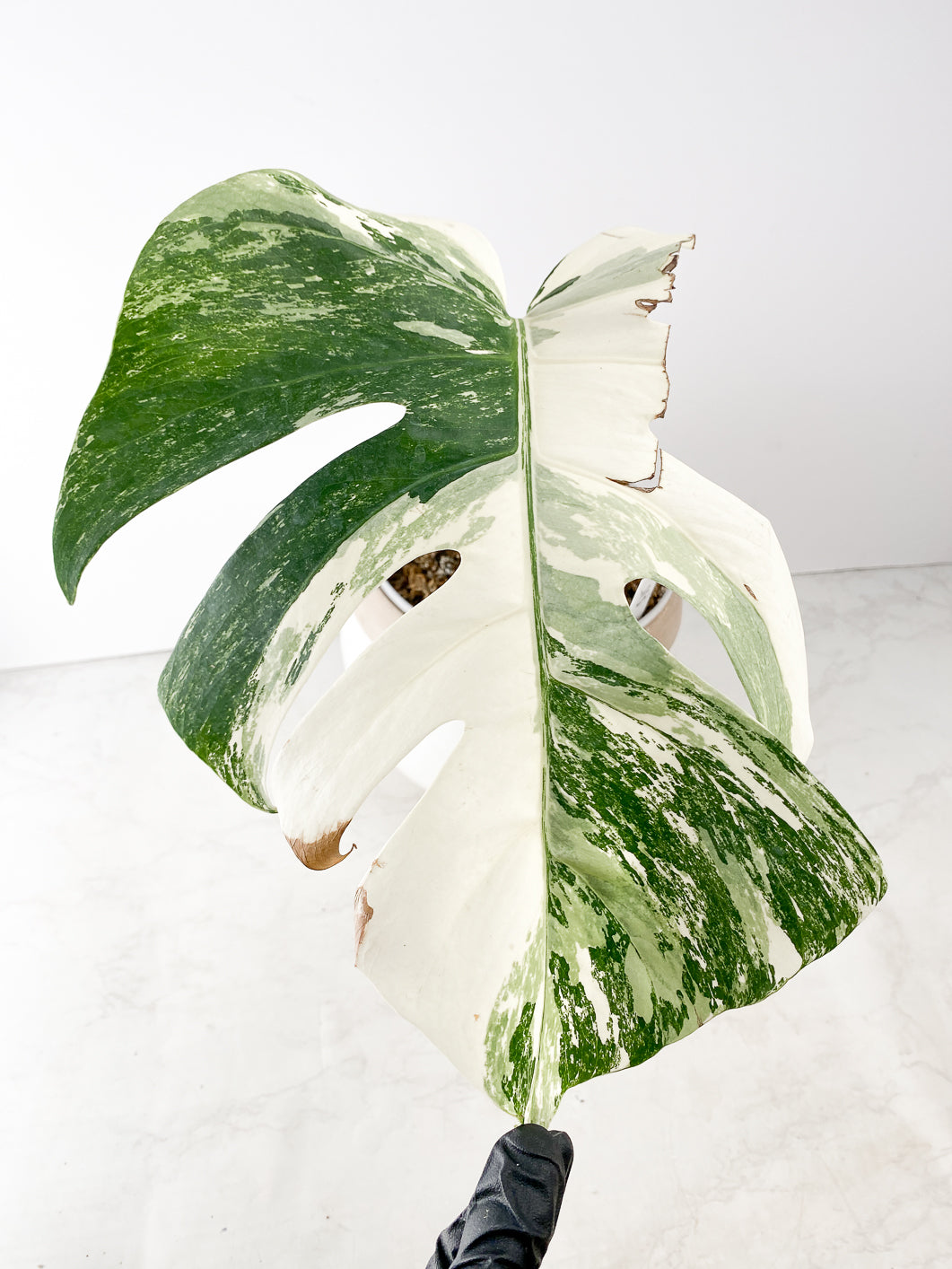 Monstera Albo White Tiger 1 leaf rooted