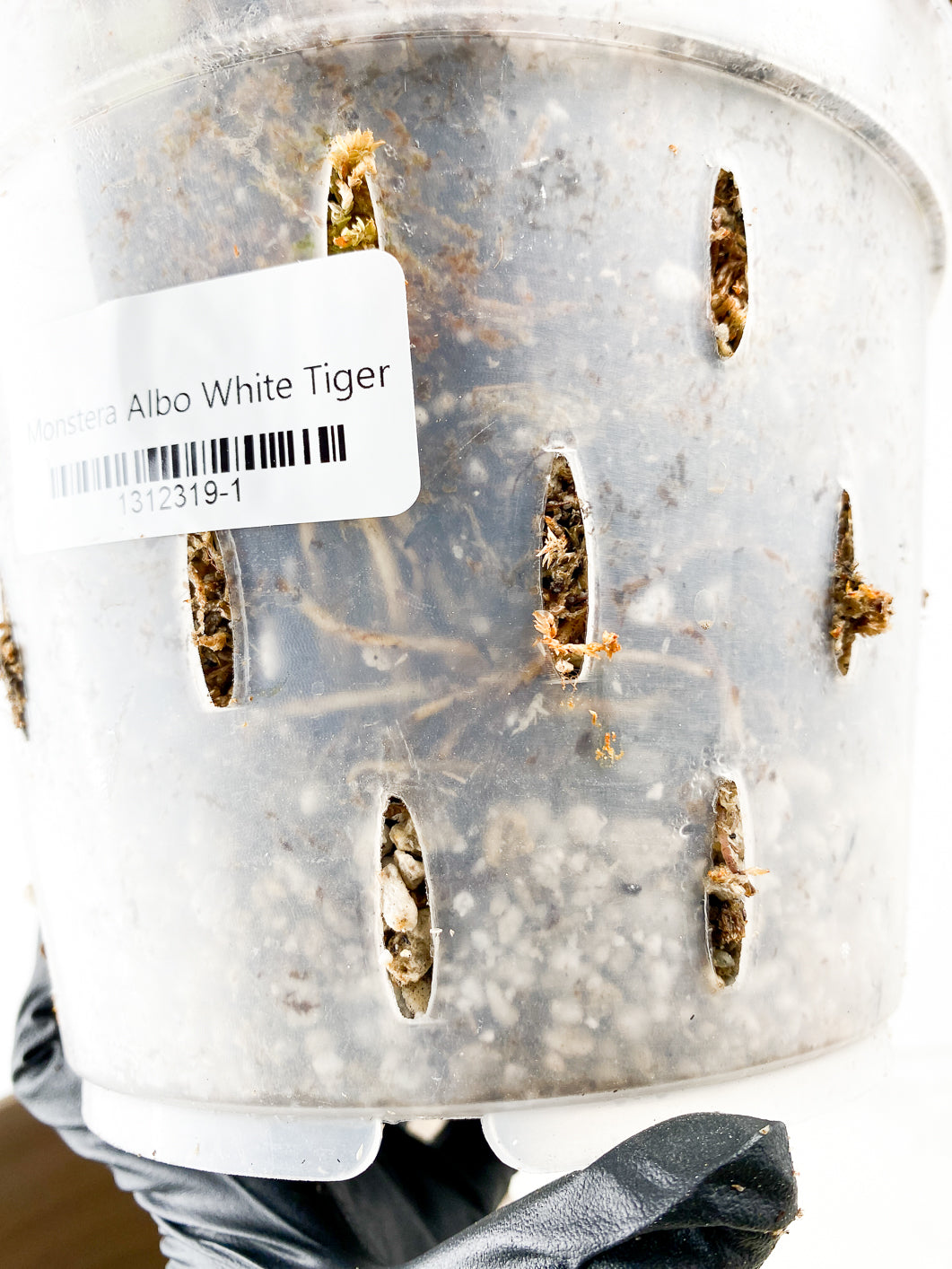 Monstera Albo White Tiger 1 leaf rooted