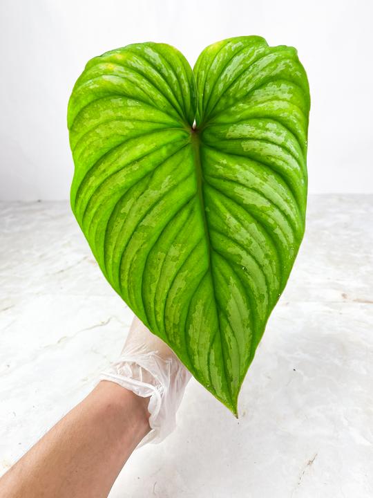 DO NOT BUY: free addon:  Philodendron plowmanii  Rooting Node