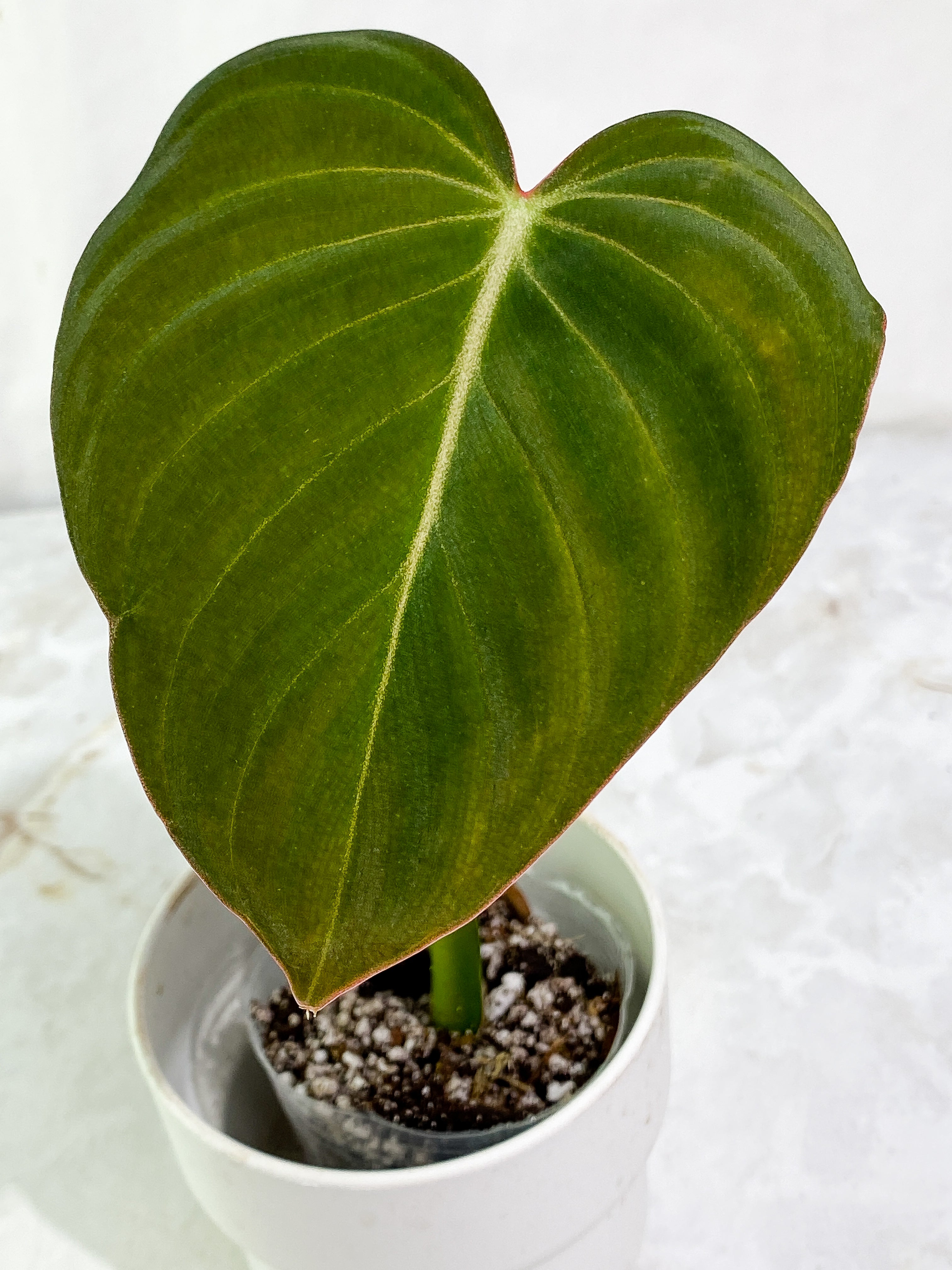 Philodendron Glorious 1 leaf & 1 sprout Rooting in soil Top Cutting