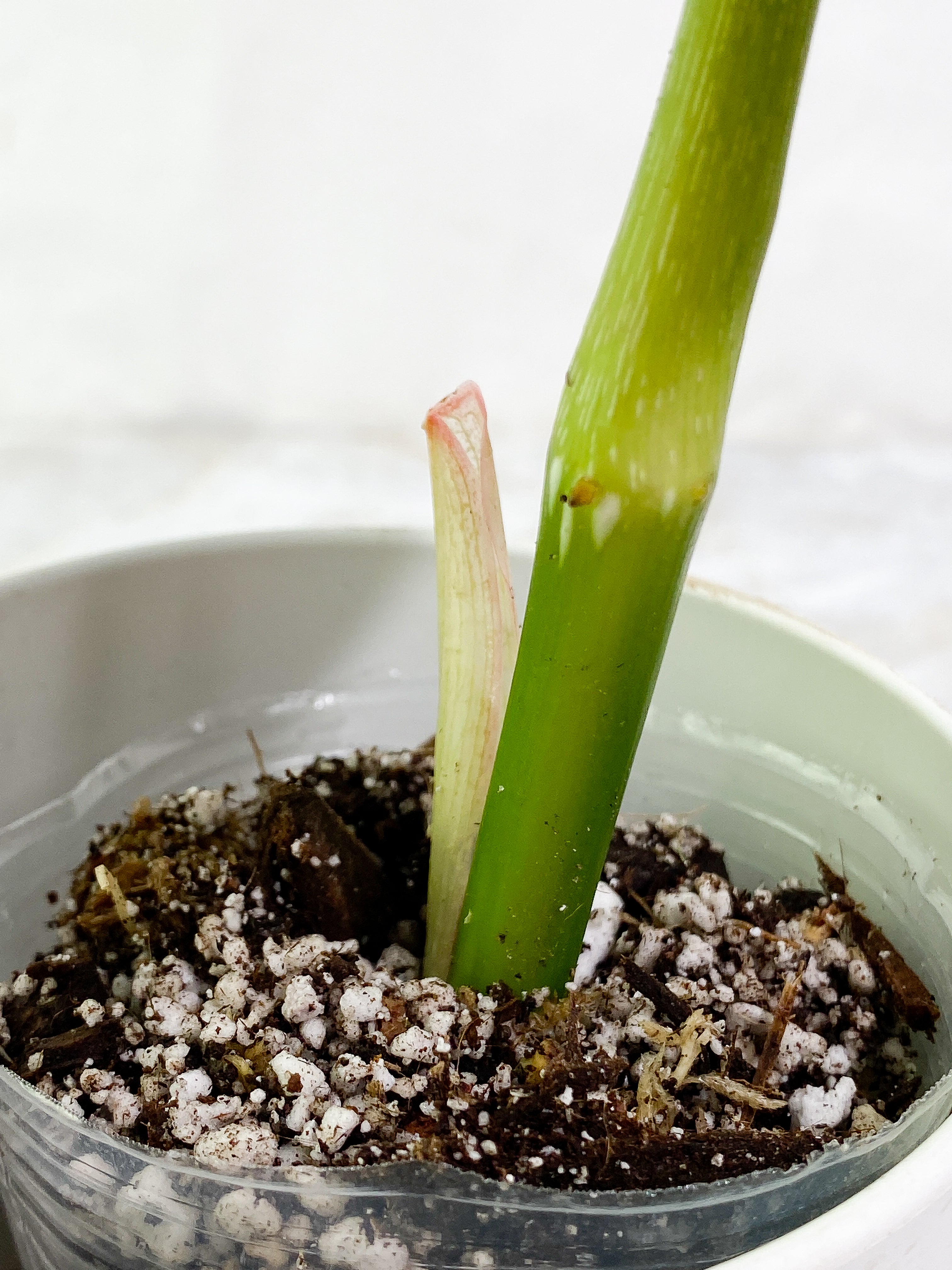 Philodendron Glorious 1 leaf & 1 sprout Rooting in soil Top Cutting