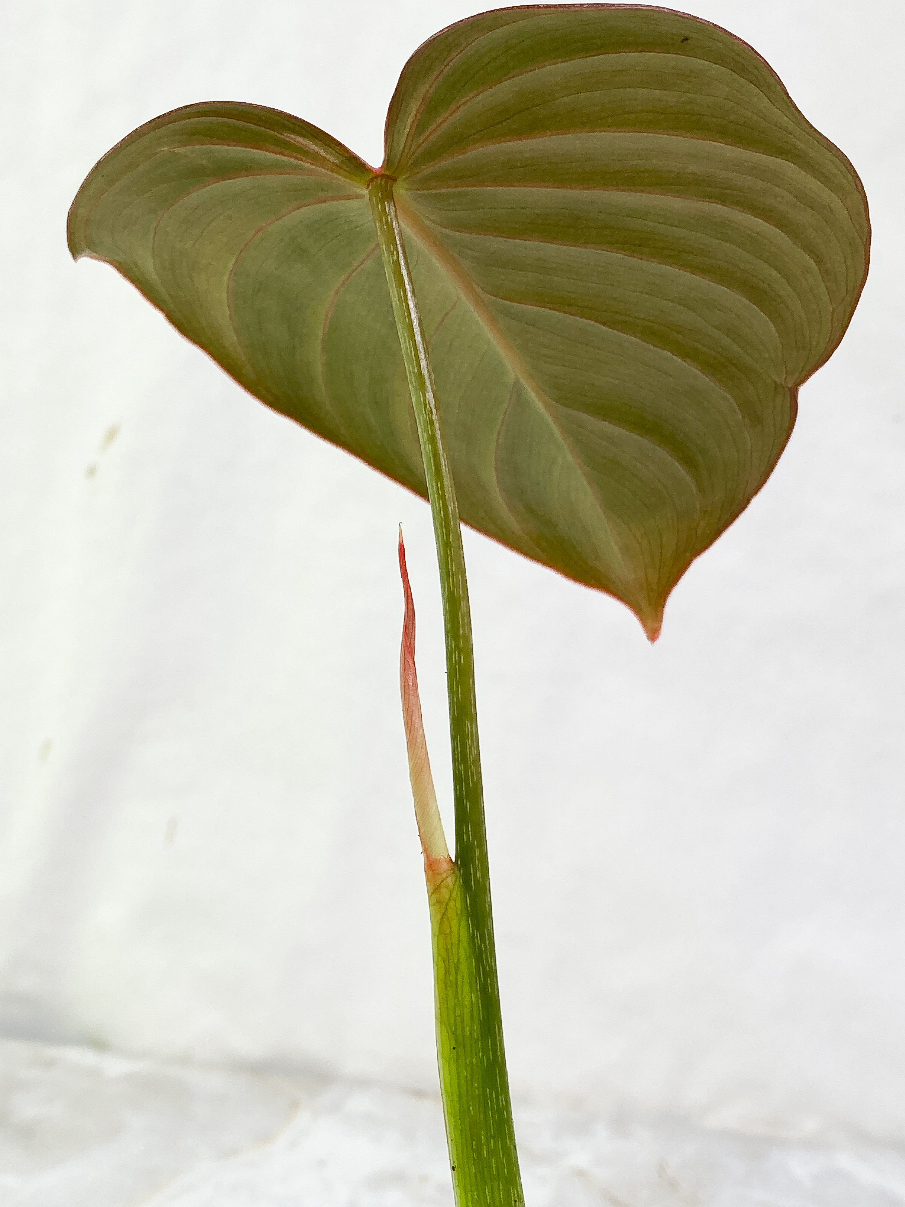 Philodendron Glorious 1 leaf & 1 sprout Rooting in soil Top Cutting