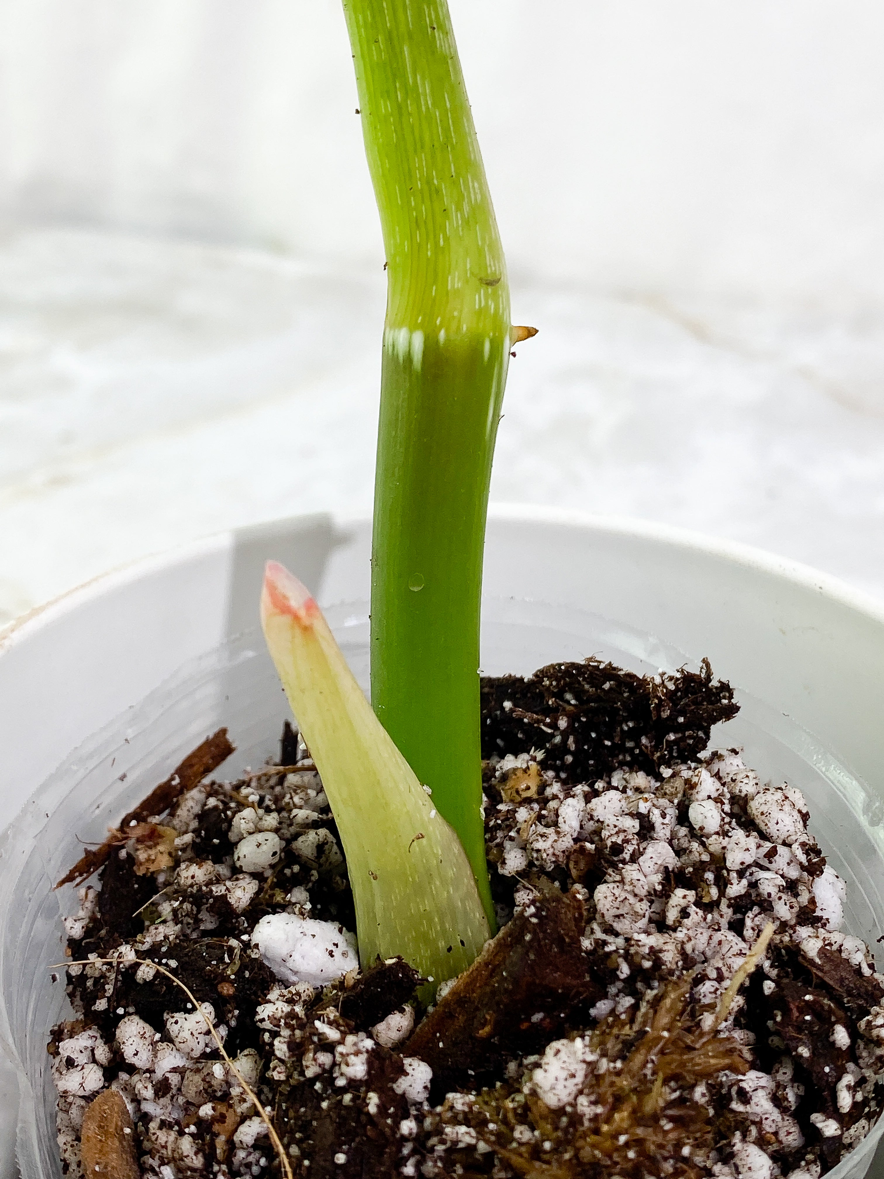 Philodendron Glorious 1 leaf & 1 sprout Rooting in soil Top Cutting