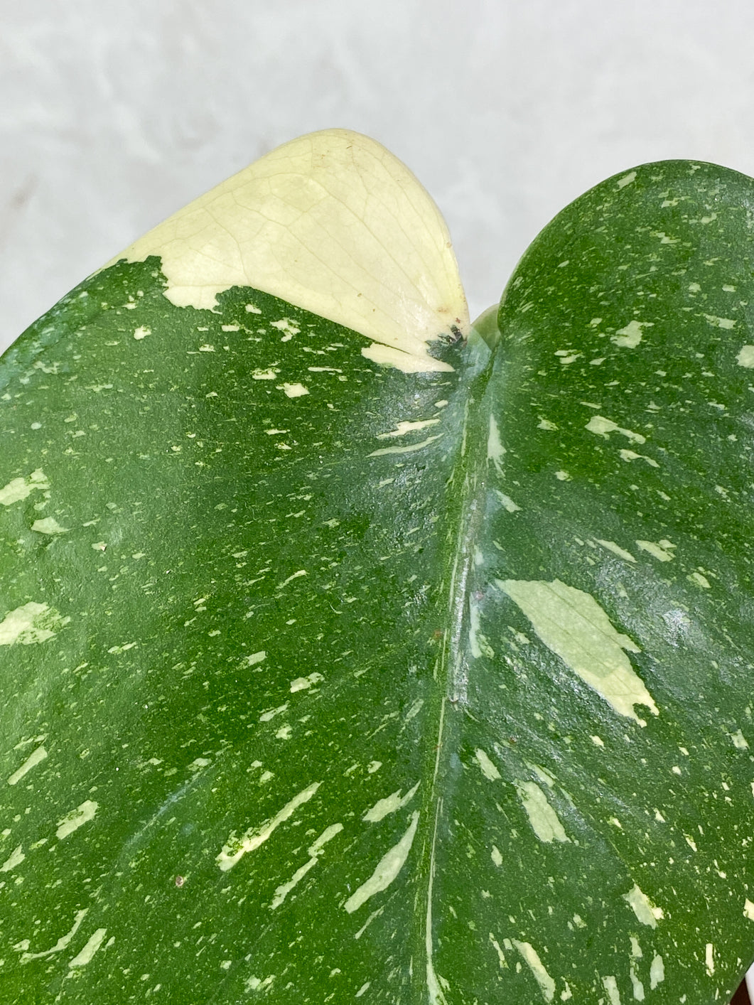 Private sale: Monstera Thai Constellation Slightly Rooted 1 leaf 1 growing bud