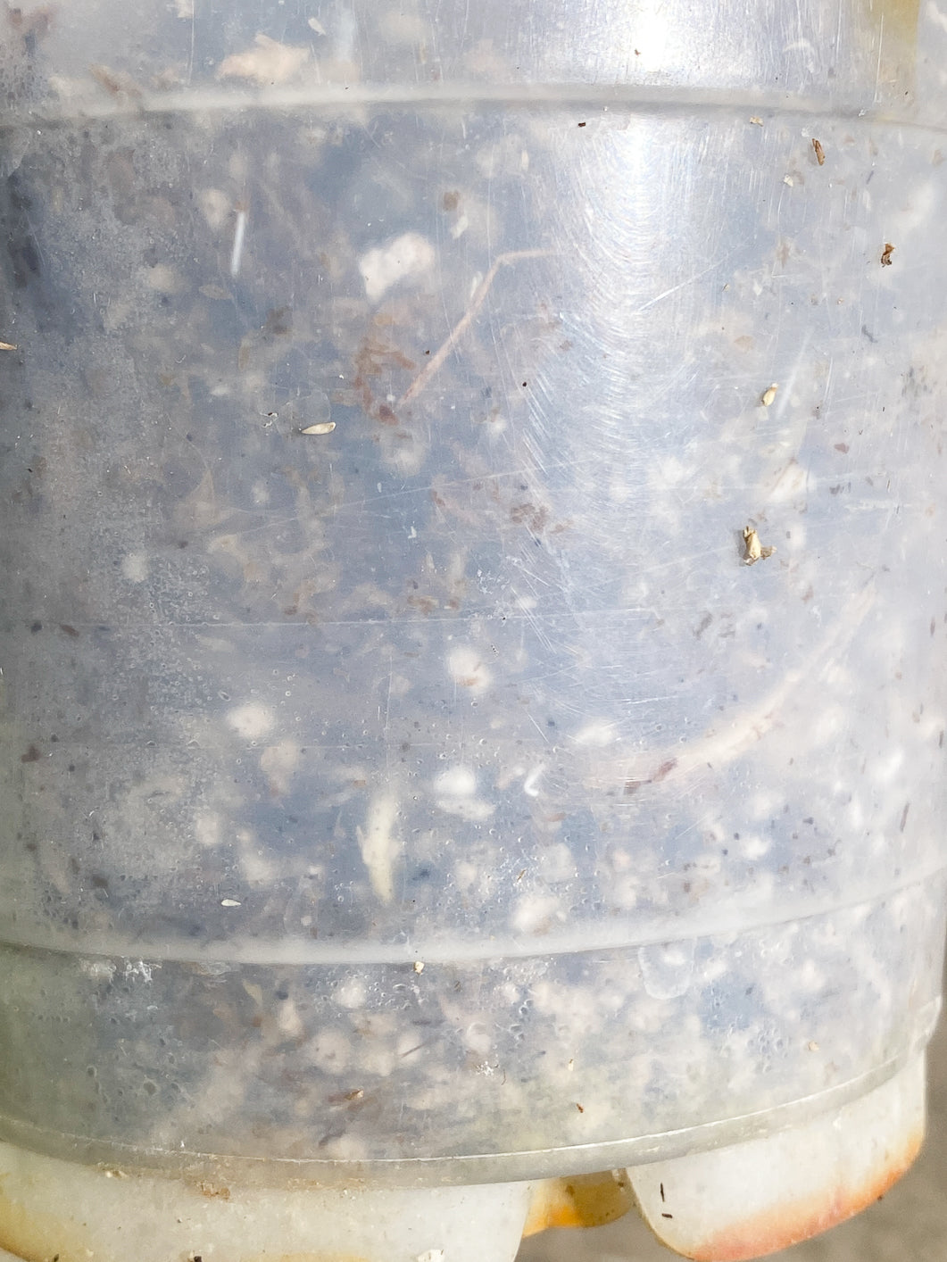 Private sale: Monstera Thai Constellation Slightly Rooted 1 leaf 1 growing bud