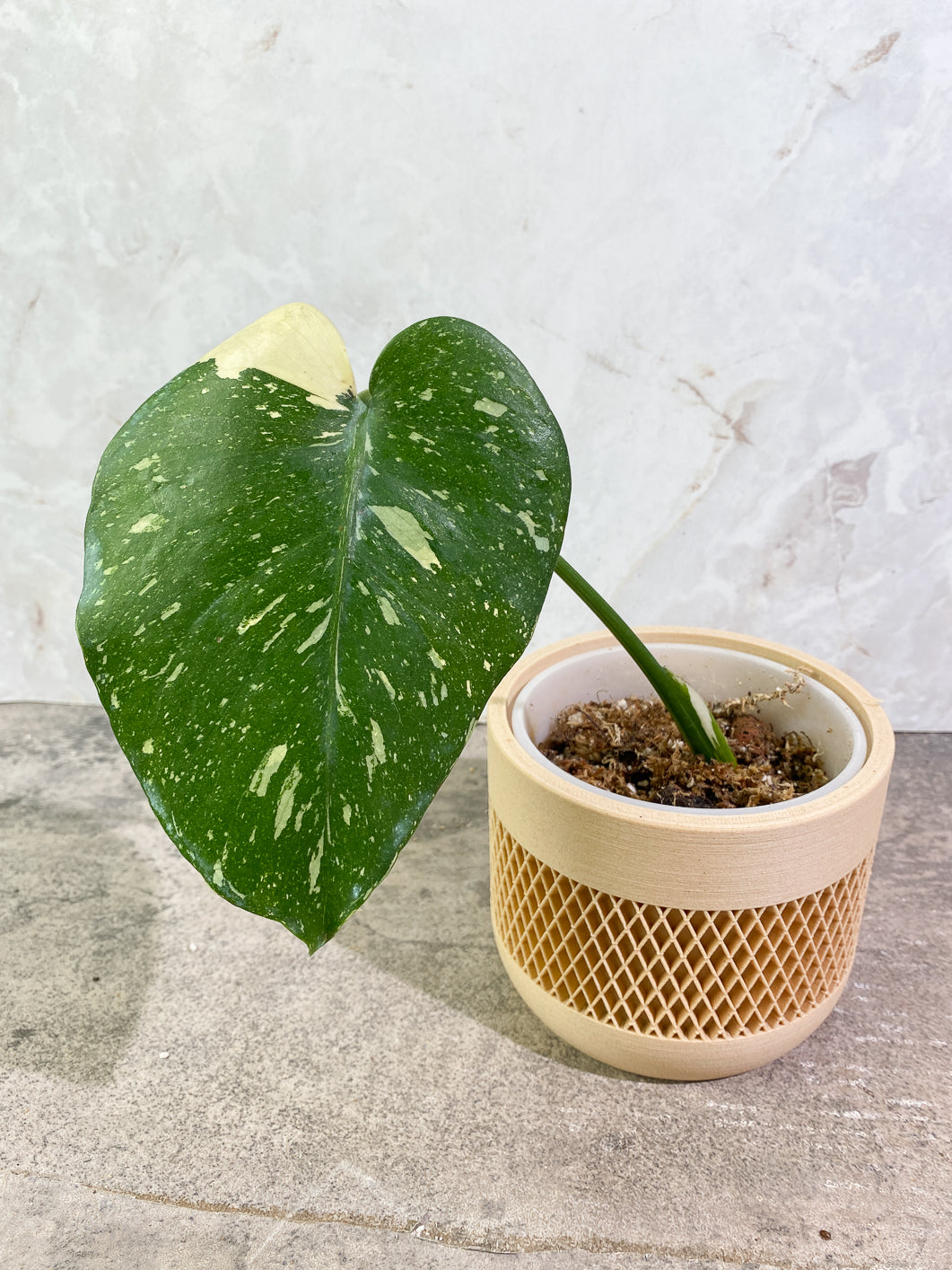 Private sale: Monstera Thai Constellation Slightly Rooted 1 leaf 1 growing bud