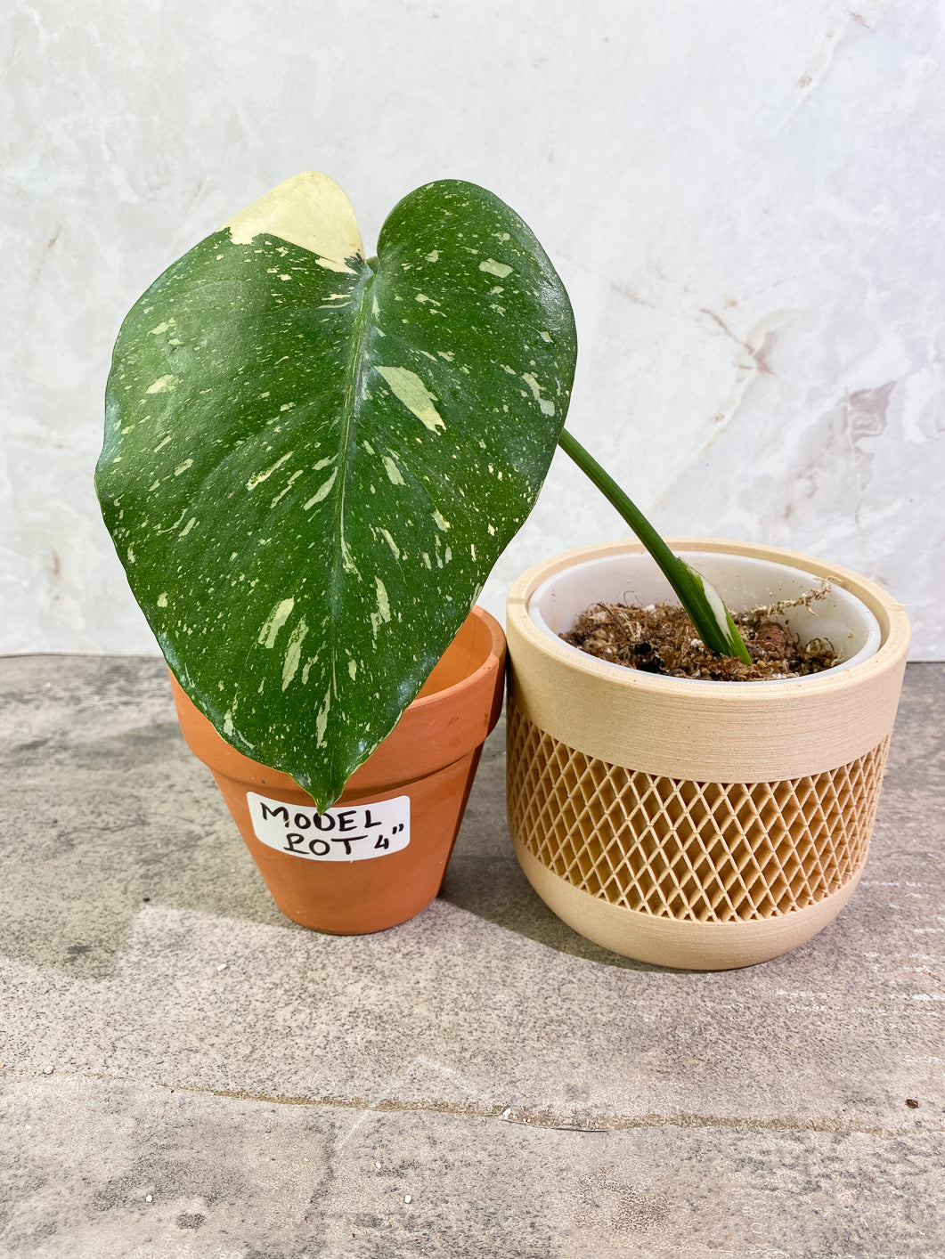 Private sale: Monstera Thai Constellation Slightly Rooted 1 leaf 1 growing bud