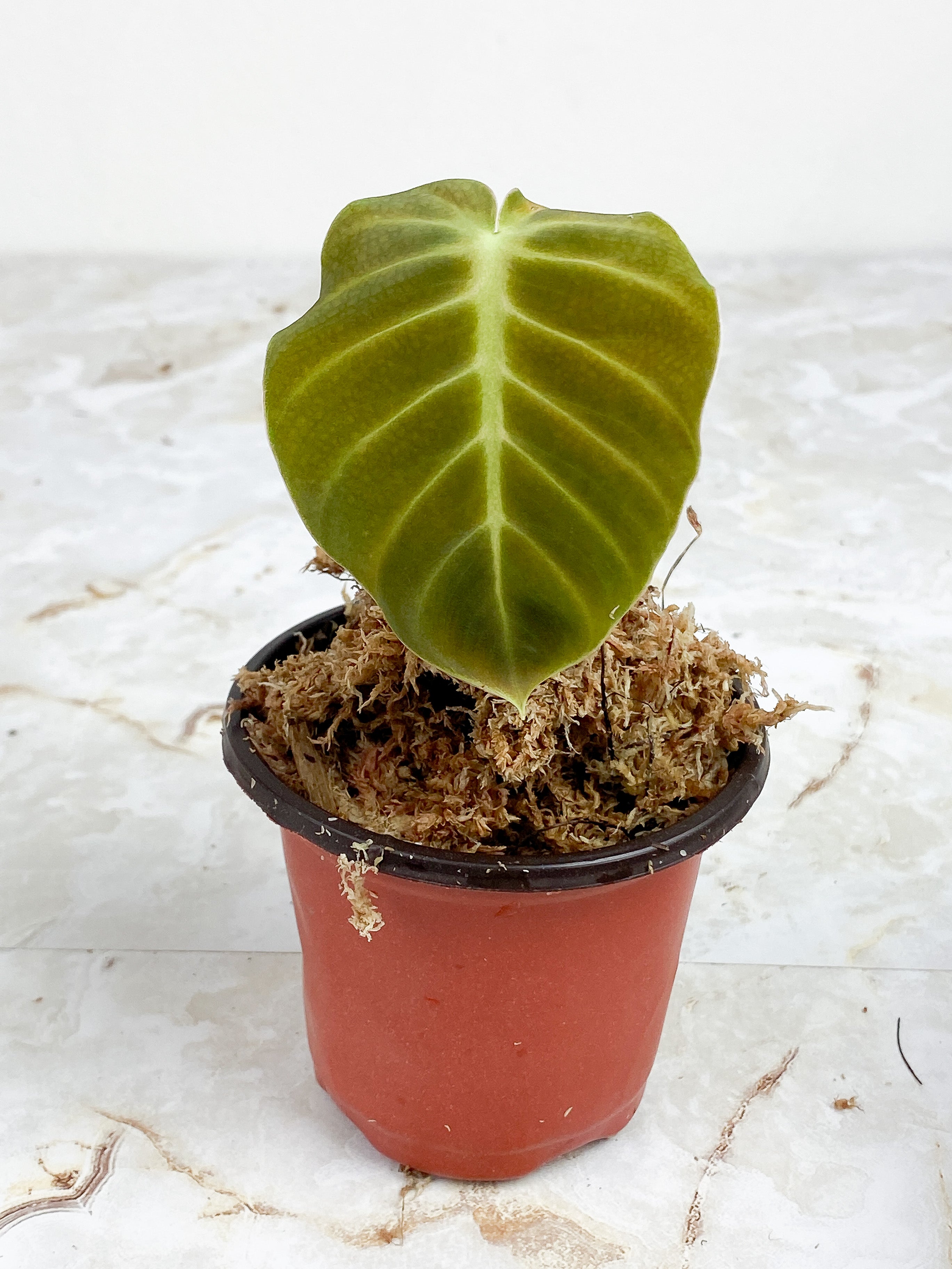 Philodendron Luxurians rooting. 1 leaf (3.5")