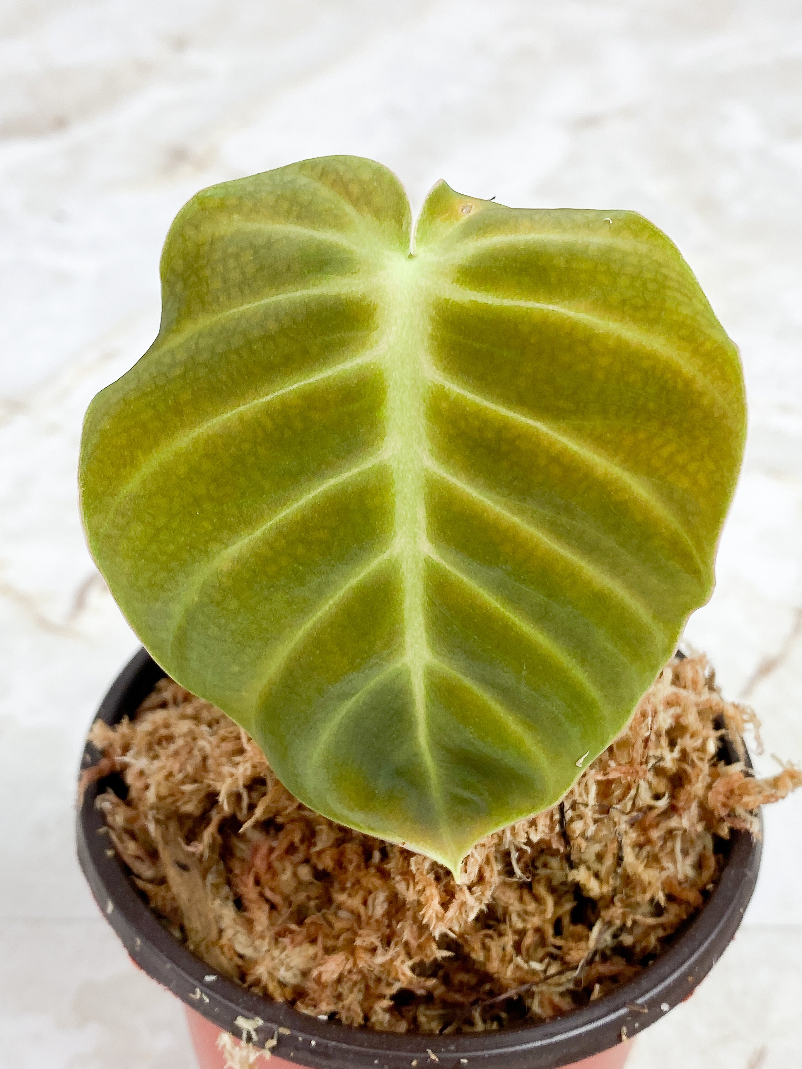 Philodendron Luxurians rooting. 1 leaf (3.5")