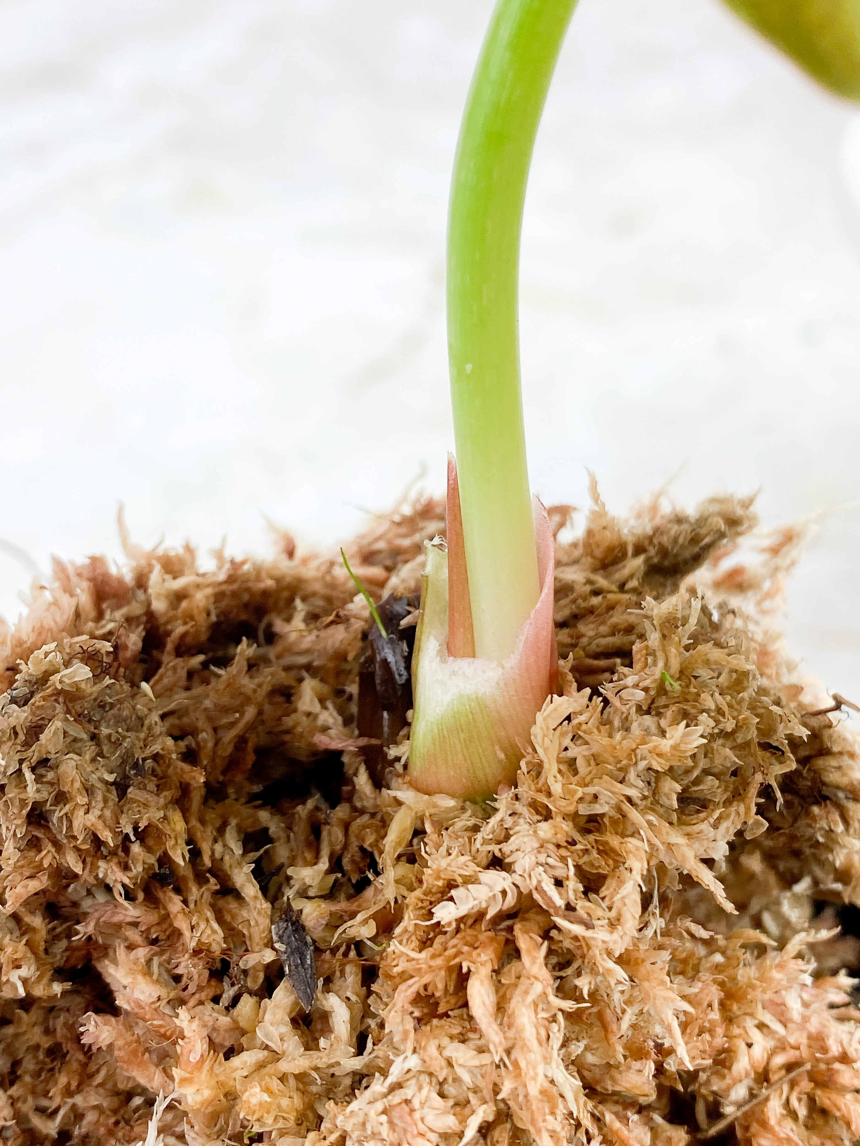 Philodendron Luxurians rooting. 1 leaf (3.5")