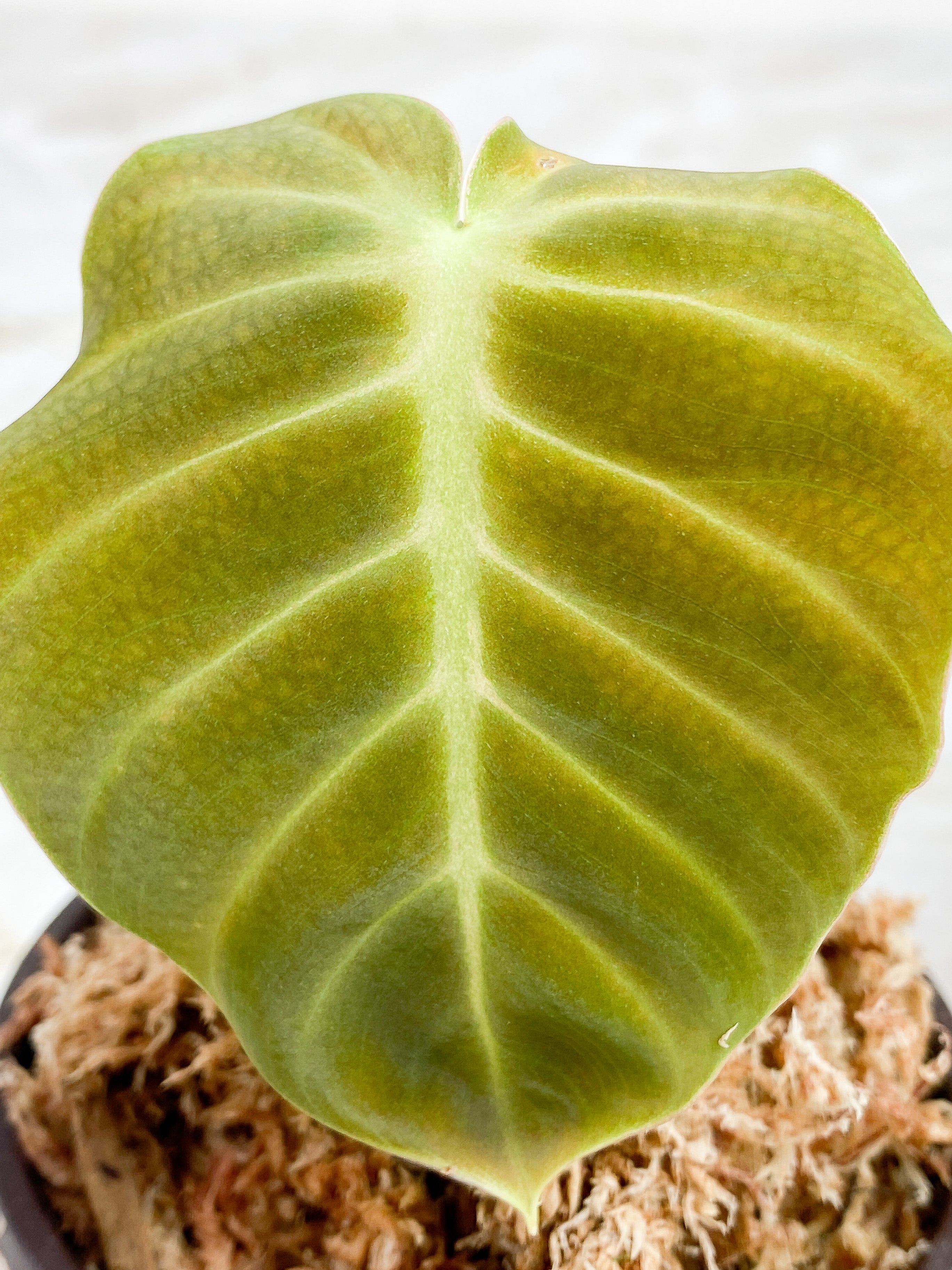 Philodendron Luxurians rooting. 1 leaf (3.5")