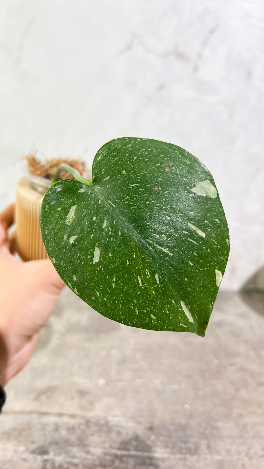 Private sale: Monstera Thai Constellation Slightly Rooted 1 leaf 1 growing bud