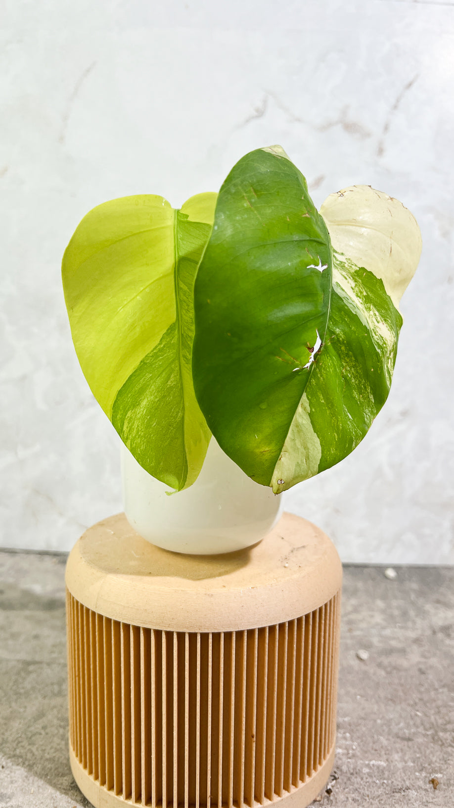 Private sale: Monstera Aurea Tricolor Rooting 2 leaves Top Cutting