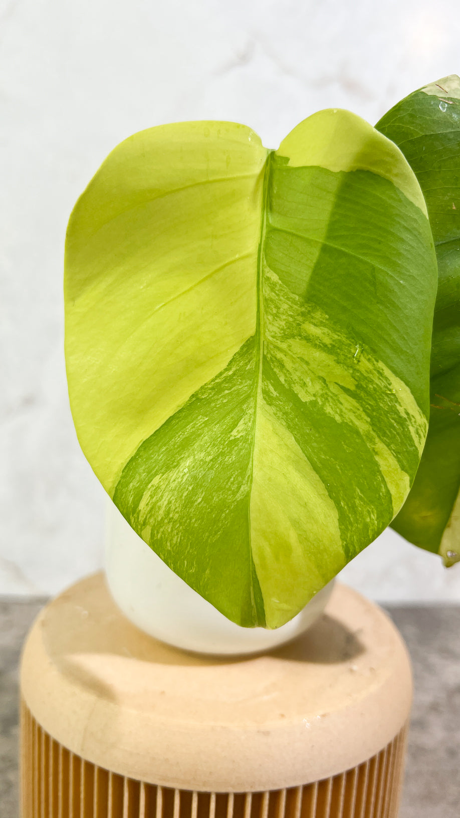 Private sale: Monstera Aurea Tricolor Rooting 2 leaves Top Cutting